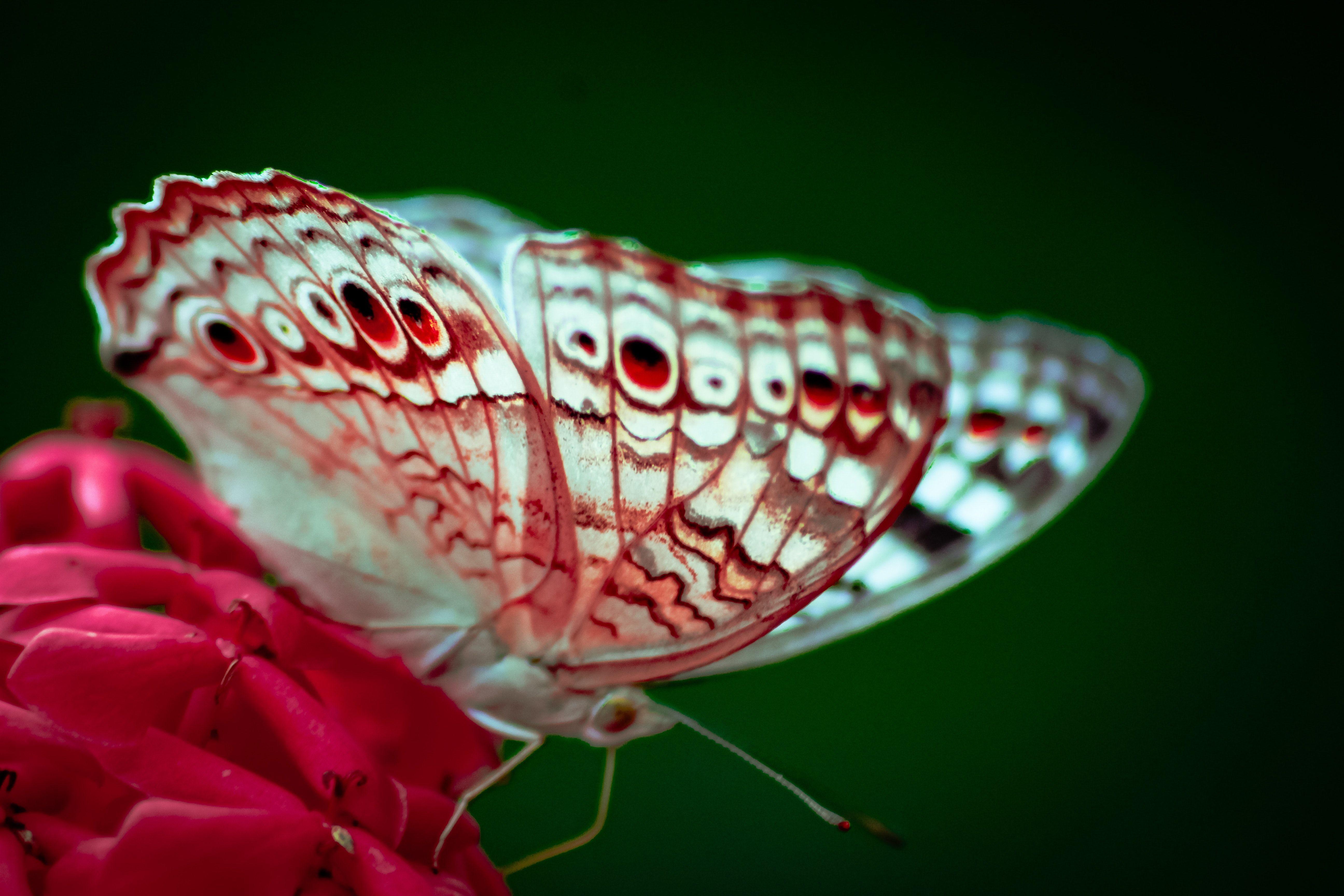 5184x3456 Free of 4k wallpaper, butterflies, butterfly on a flower