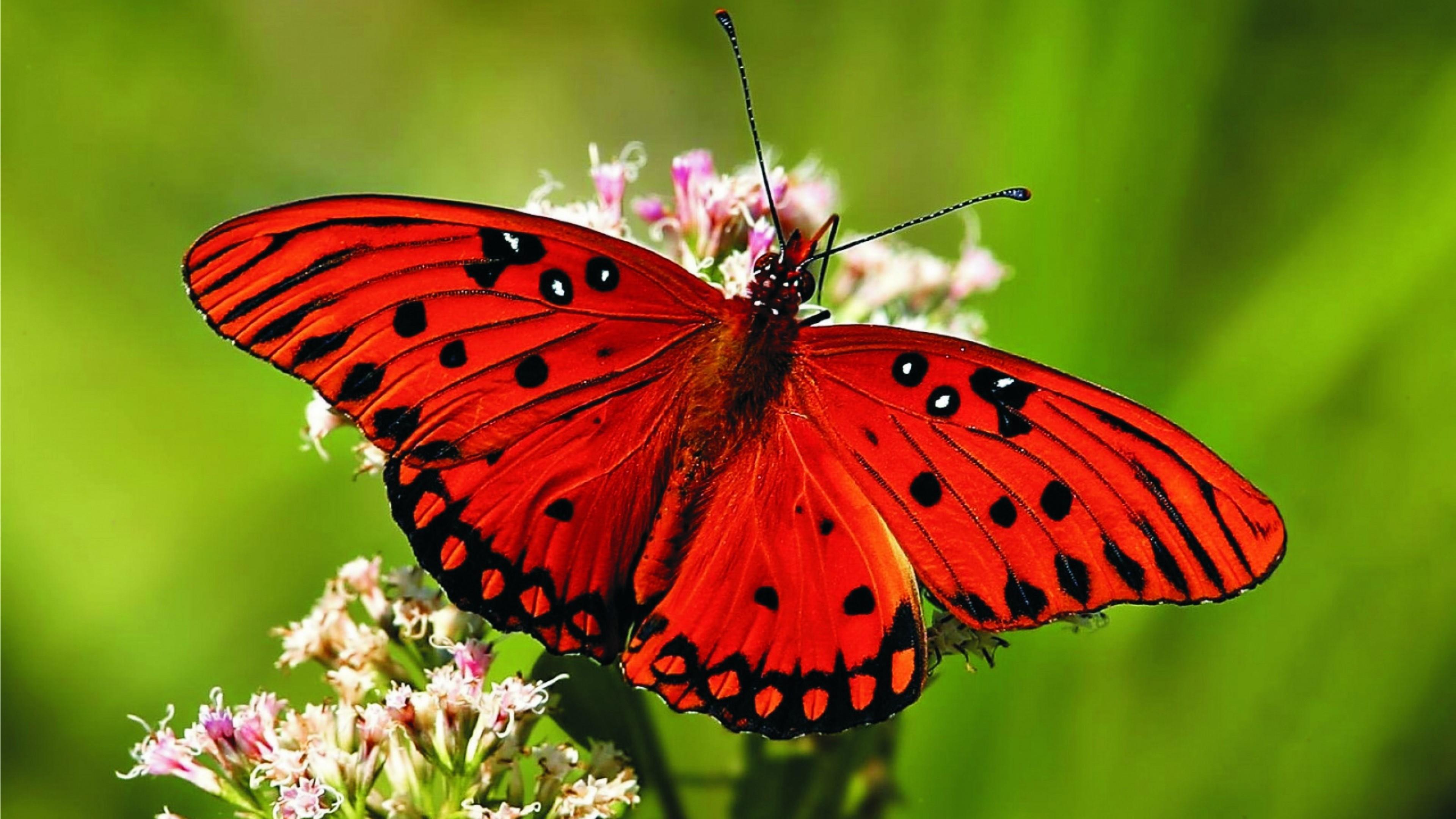 3840x2160 Red Butterfly HD Wallpaper