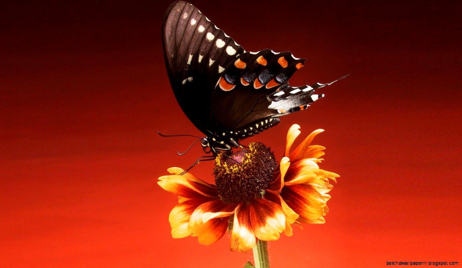 1472x855 Macro Photography Wallpaper Blog: Butterfly Macro Photography Animals Wallpaper. Best HD Wallpaper