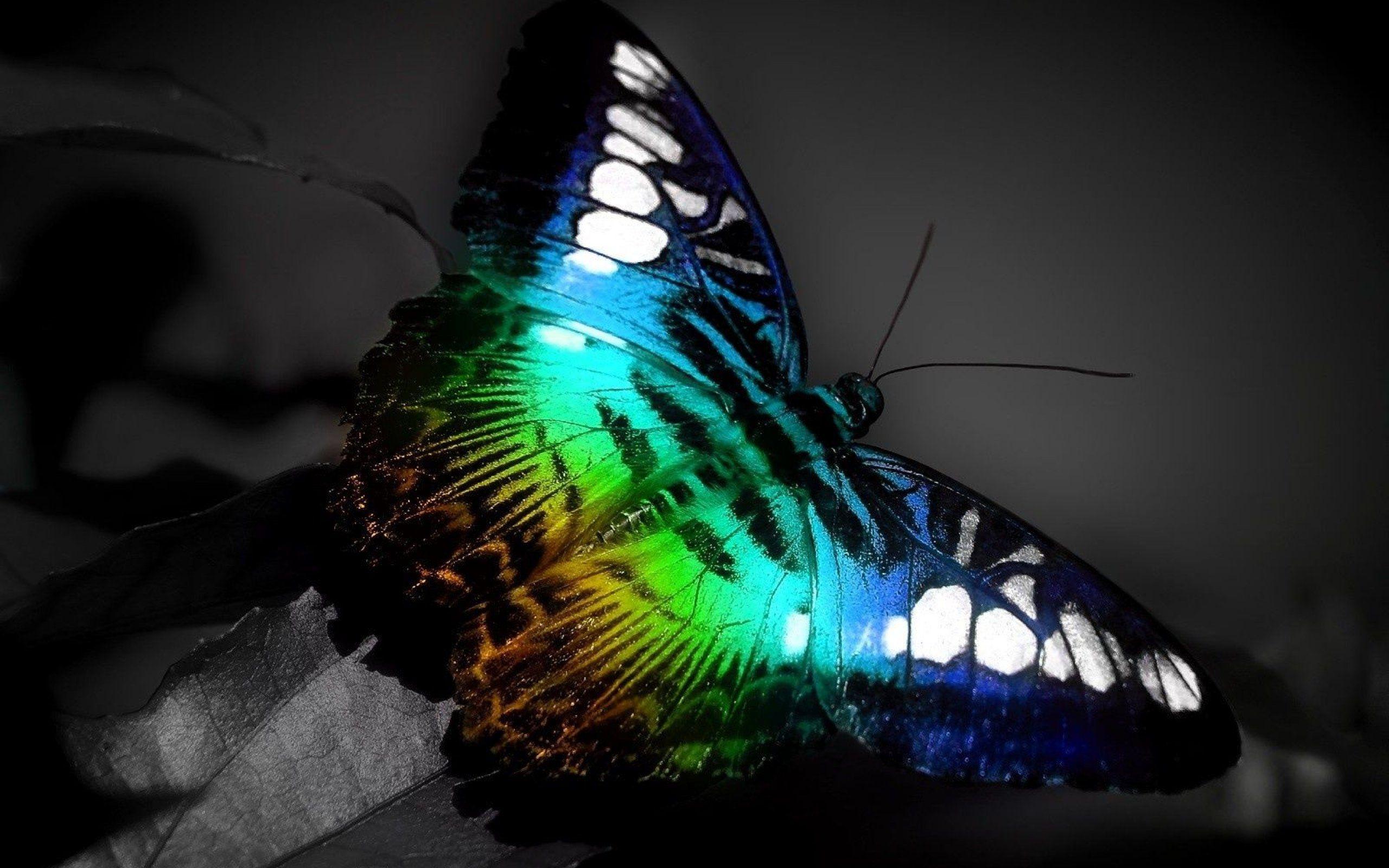 2560x1600 Colorful Butterfly : High Res Wallpaper Image For Download