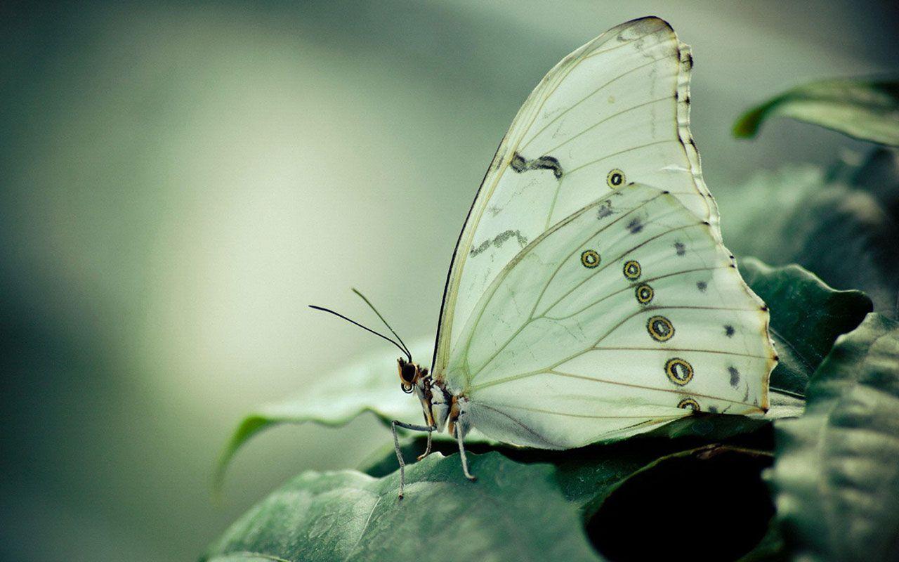 1280x800 Free download splendid spring butterfly photography wallpaper Animal Wallpaper [1280x800] for your Desktop, Mobile & Tablet. Explore Spring Butterfly Wallpaper Desktop. Spring Butterflies Wallpaper, Spring Wallpaper for Mac, Animated Spring