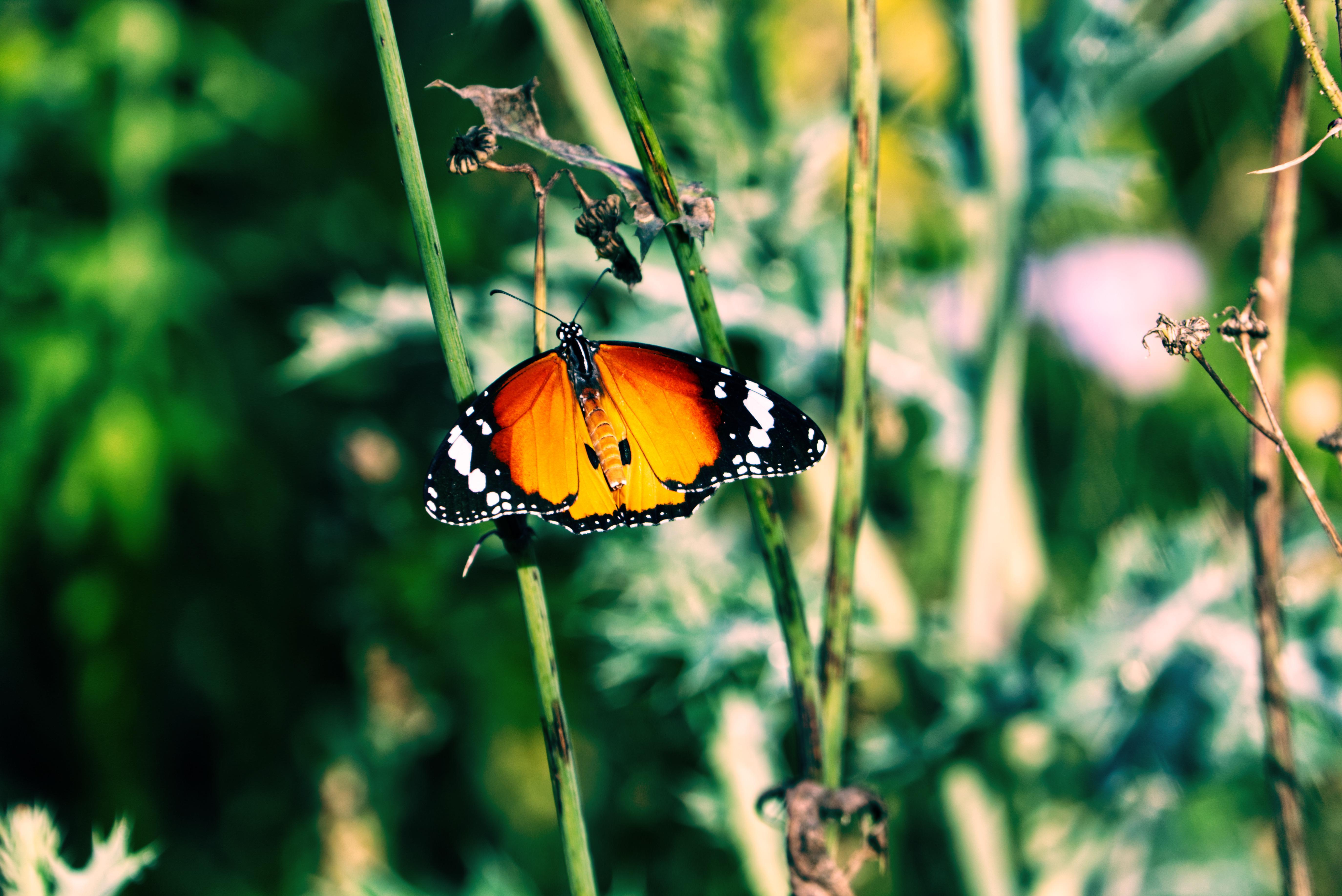 5496x3670 Butterfly 4K wallpaper for your desktop or mobile screen free and easy to download