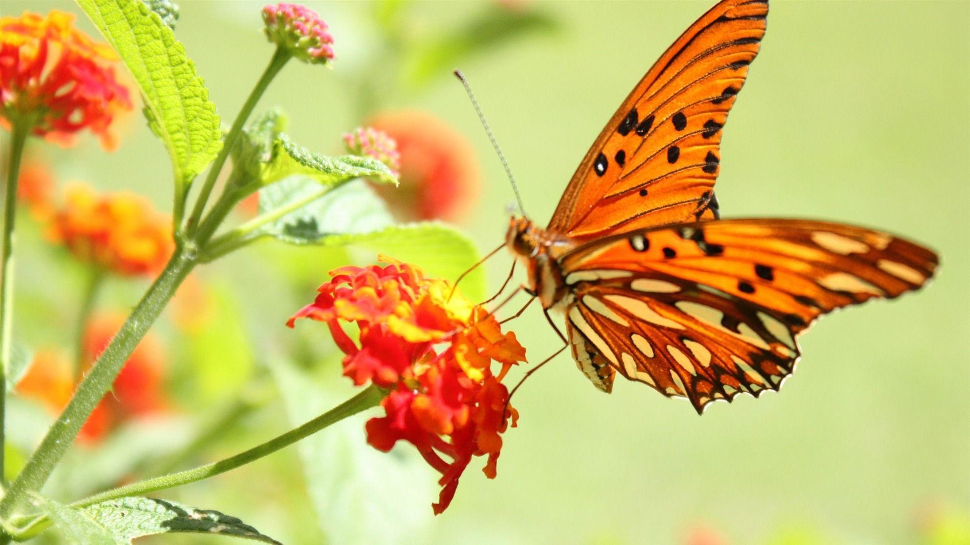 1920x1080 Butterfly Photography Wallpaper