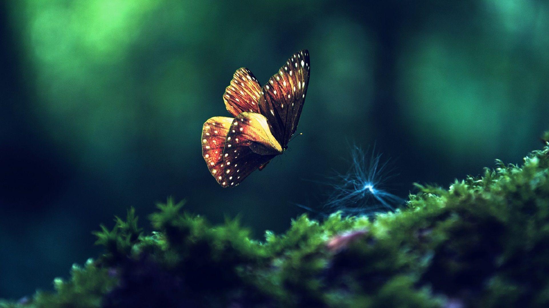 1922x1080 Desktop Wallpaper Insects butterfly Animals