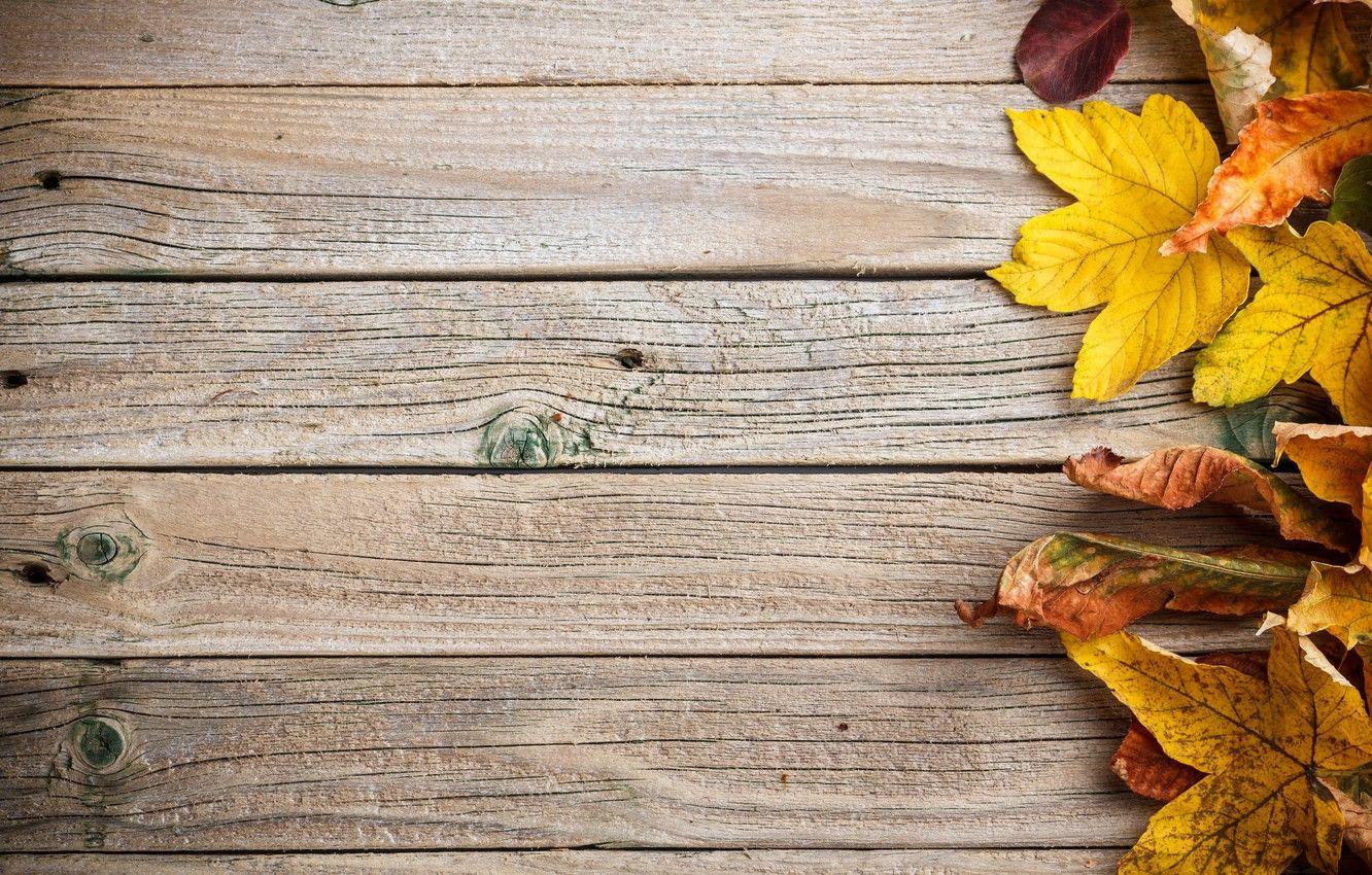1332x850 Wallpaper background, tree, colorful, wood, texture, autumn, leaves, autumn leaves image for desktop, section текстуры