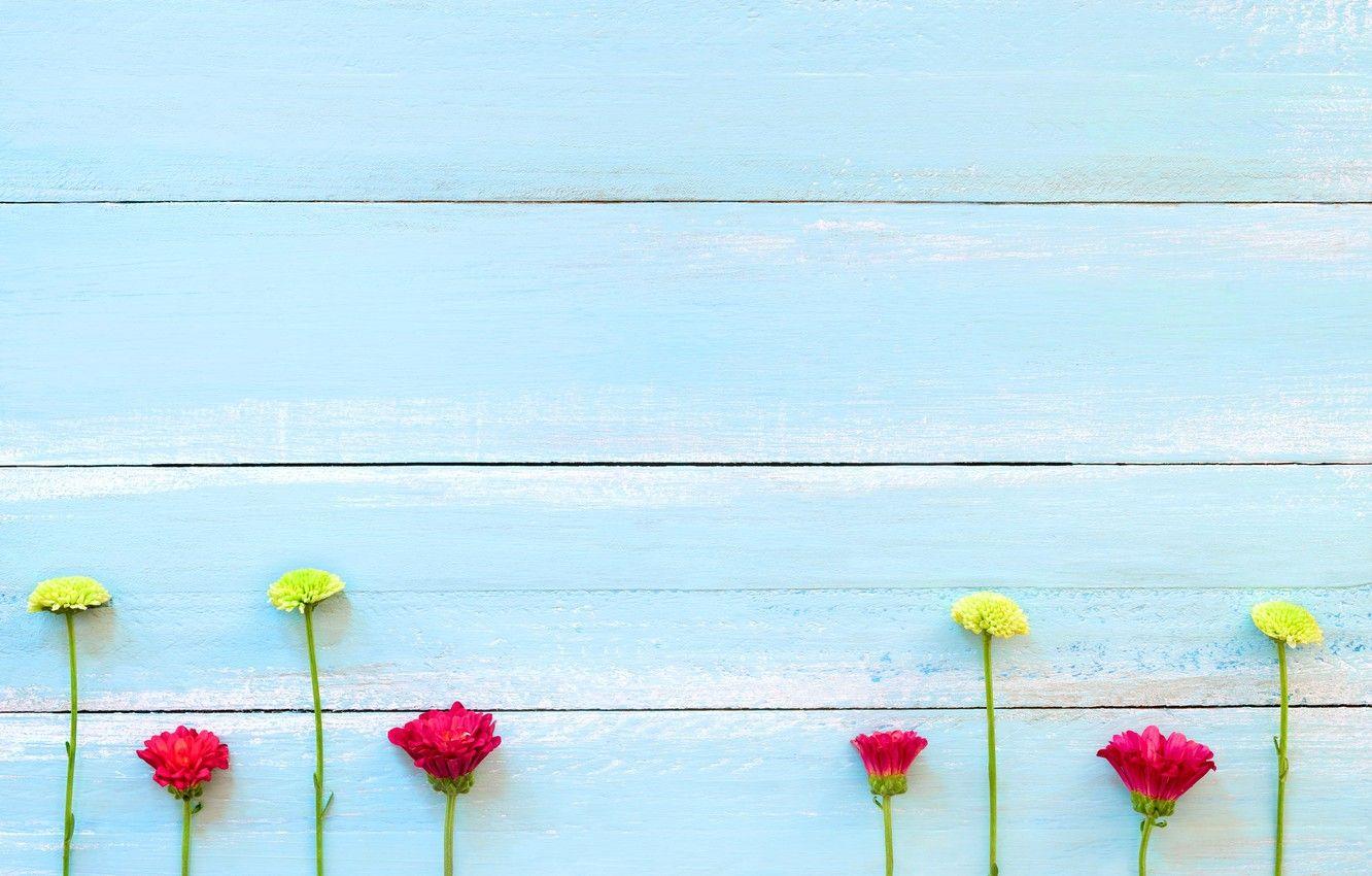 1332x850 Wallpaper flowers, background, tree, Board, colorful, chrysanthemum, wood, texture, blue, flowers, background, wooden image for desktop, section текстуры