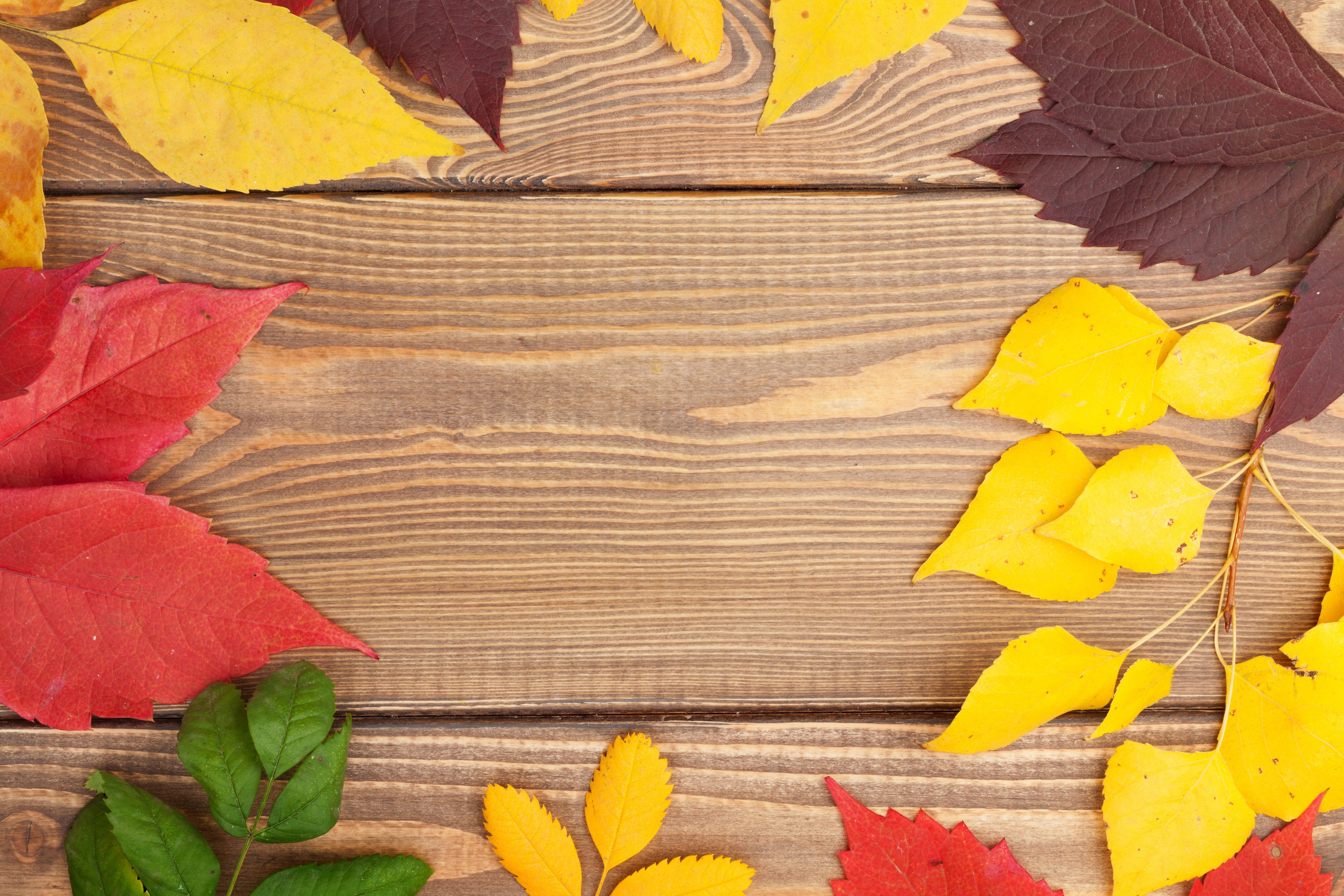 7200x4800 Download wallpaper tree, colorful, wood, texture, autumn, leaves, autumn leaves, section textures in resolution 7200x4800