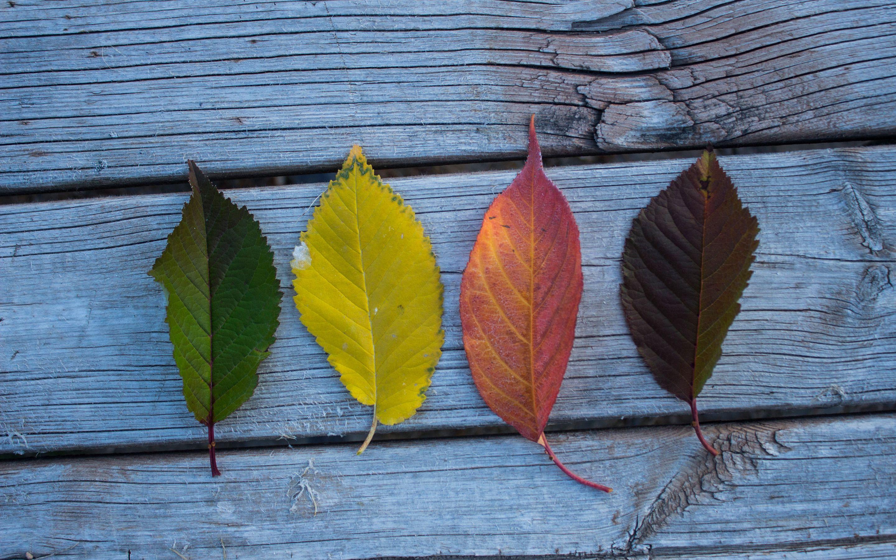 2880x1800 Colorful Leaves Wood Outdoors Macbook Pro Retina HD 4k Wallpaper, Image, Background, Photo and Picture