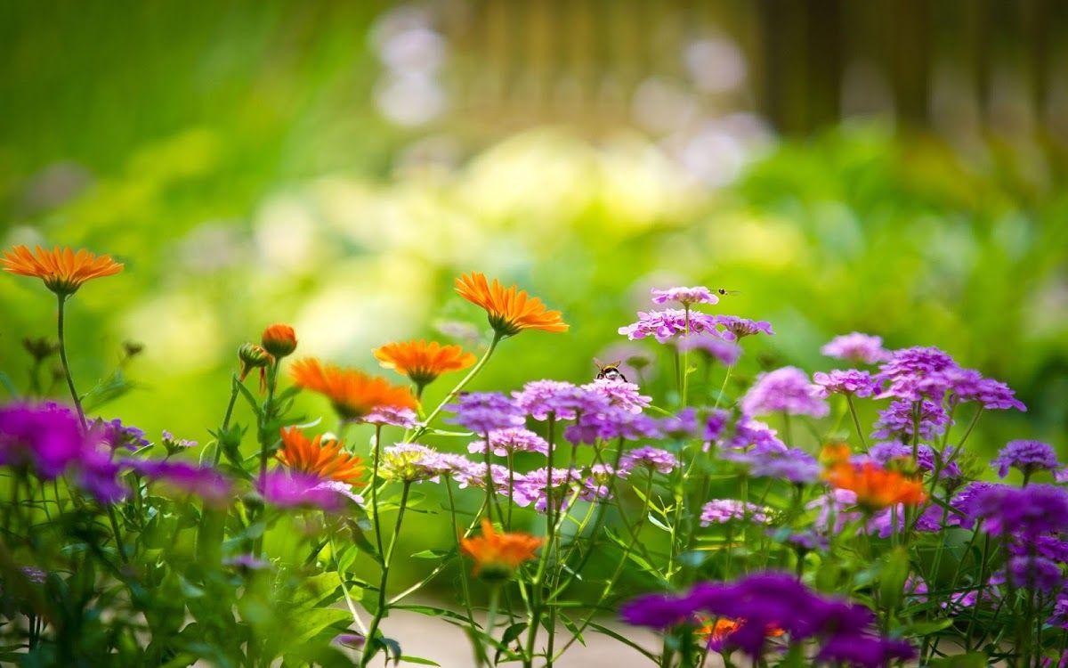 1200x750 Garden Live Wallpaper HD Flower Background 3D