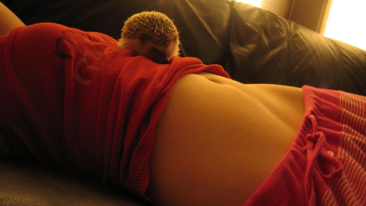 1244x700 Women couch animals stomach hedgehogs wallpaperx1080