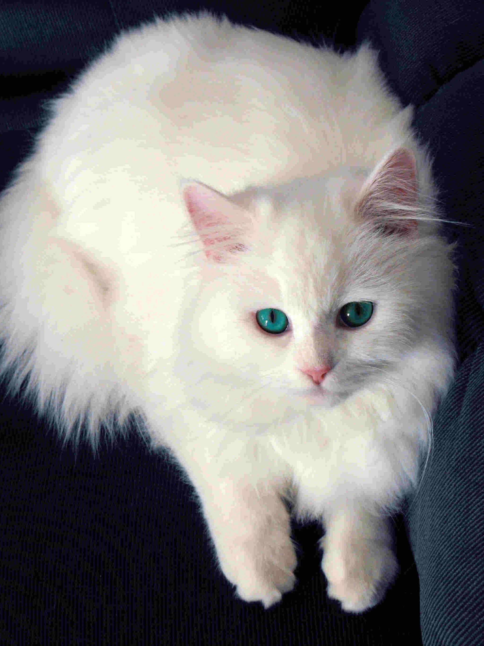 Blue Eyes White Cat Kitten Is Looking Up In Blur Background