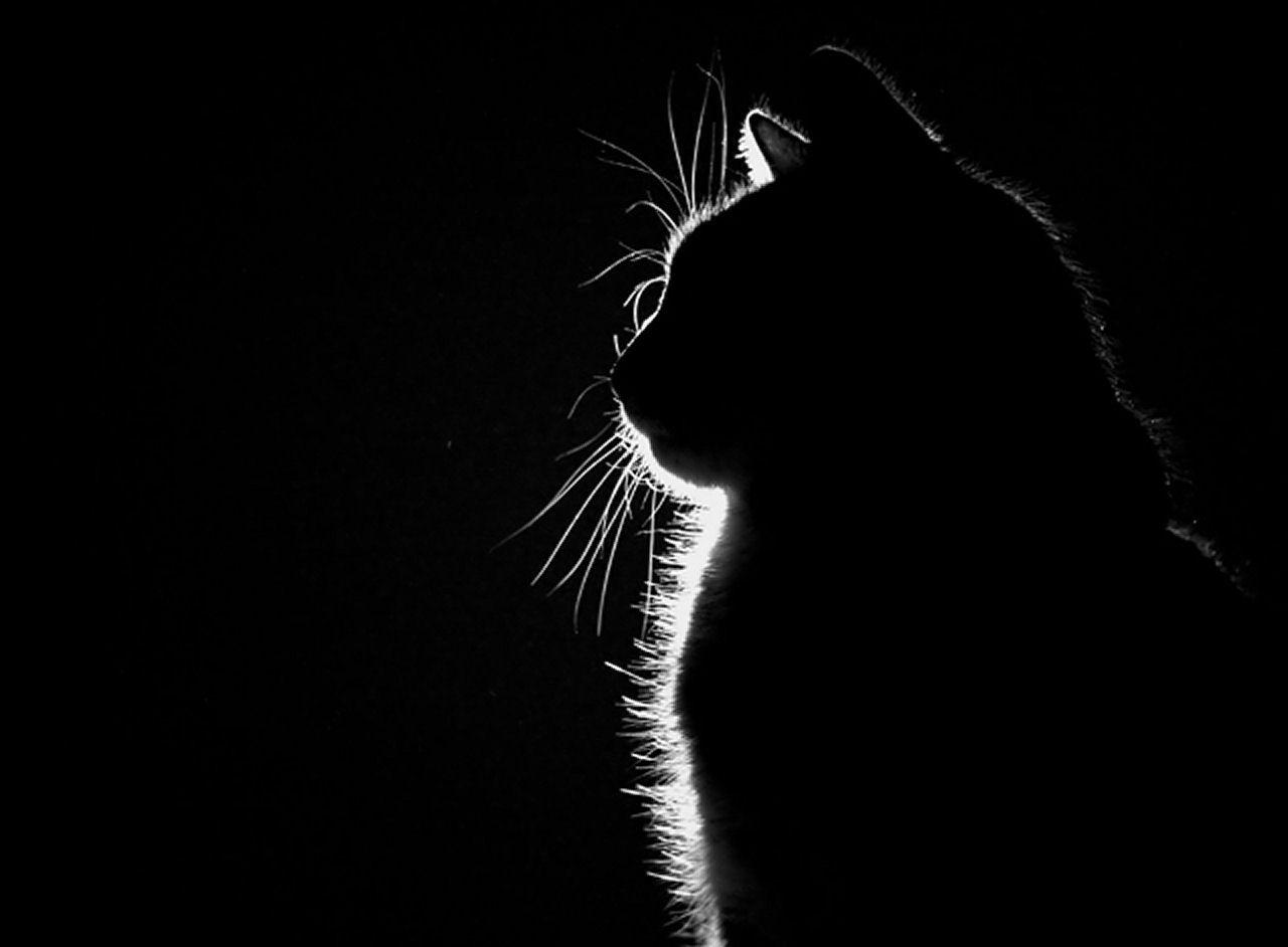 Cat Silhouette Wallpapers - Top Free Cat Silhouette Backgrounds - WallpaperAccess