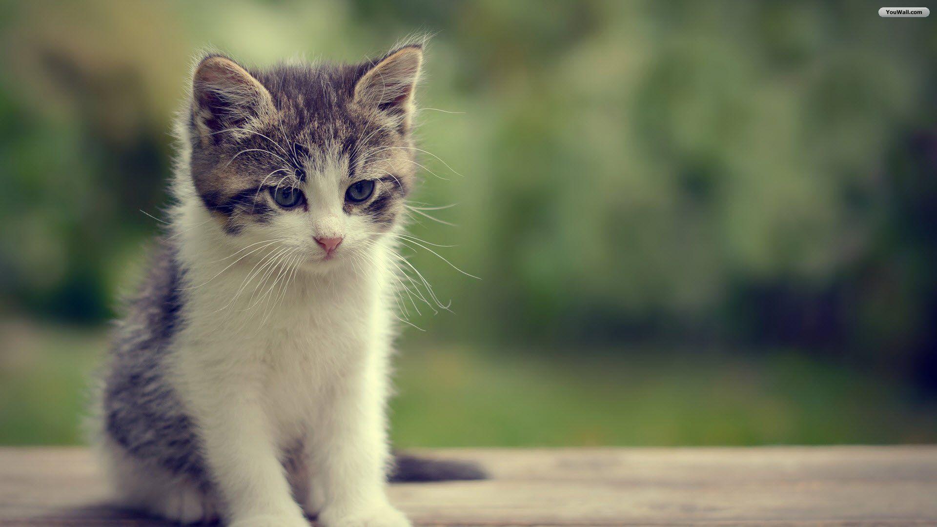 1920x1080 Beautiful Kitty