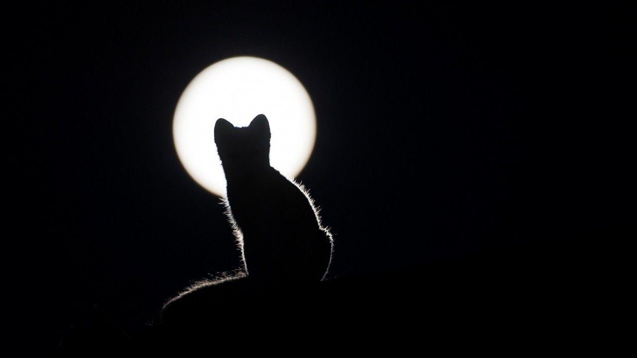 1280x720 cat, silhouette, kitten, moon wallpaper. cat, silhouette, kitten, moon