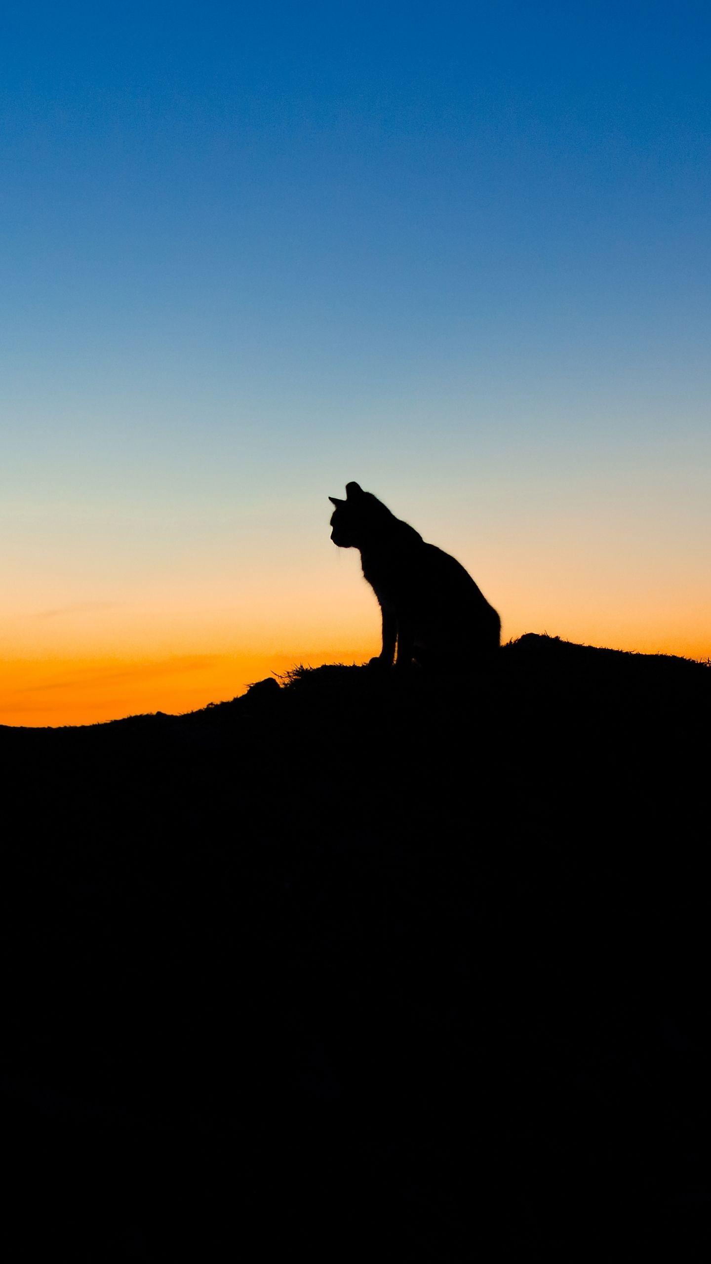 1440x2560 Free download Cat animal sitting sky sunset silhouette wallpaper photo [4928x3264] for your Desktop, Mobile & Tablet. Explore Cat Silhouette Wallpaper. Silhouette Wallpaper for Walls, Tree Silhouette Wallpaper, Woman Silhouette Wallpaper