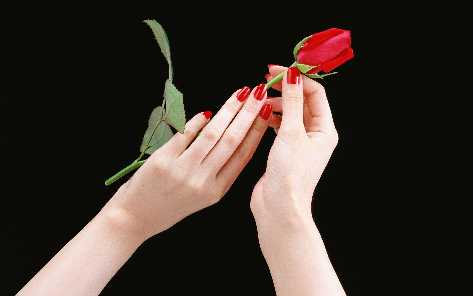 1920x1200 Hands Rose wallpaper. Hands Rose