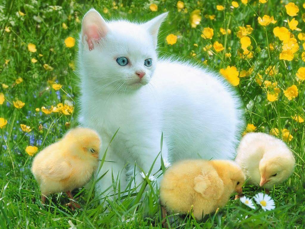 1024x768 beautiful desktop wallpaper 2014: White Cat Wallpaper