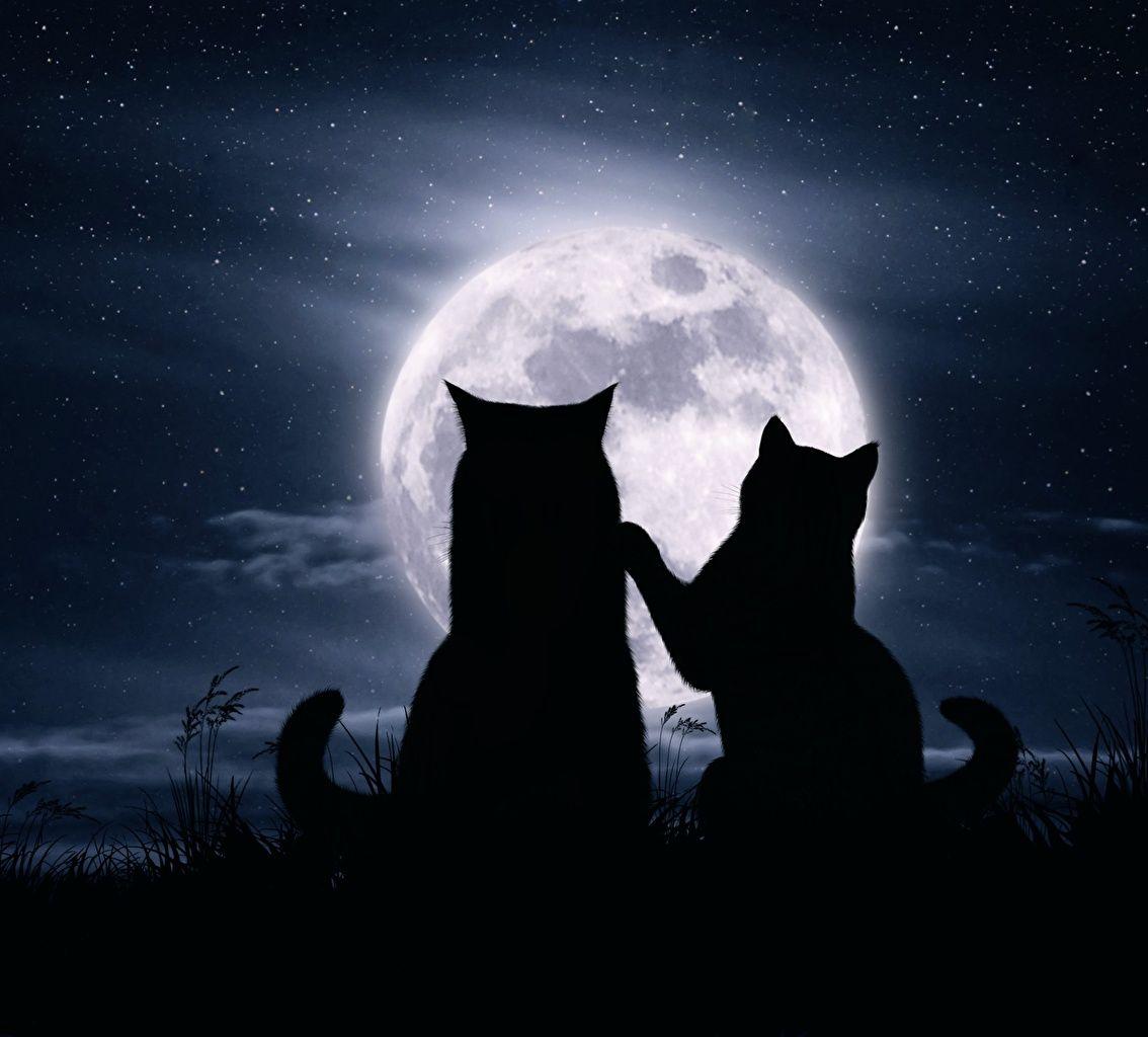 1134x1024 Desktop Wallpaper cat Silhouette Two Love Moon Animals