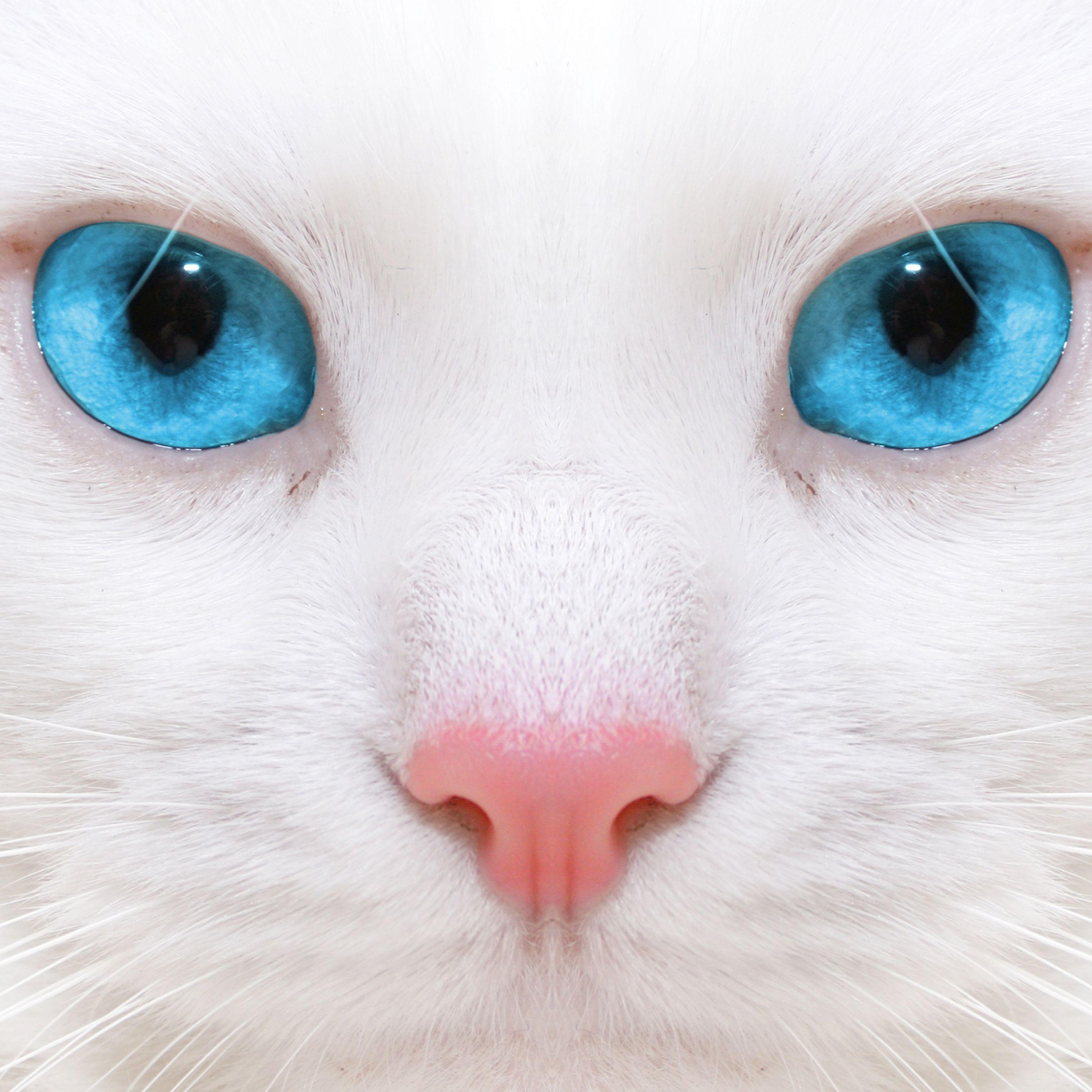 2780x2780 Download Wallpaper 2780x2780 Beautiful, White Cat, Kitten, Close Up Ipad Air, Ipad Air Ipad Ipad Ipad Mini Ipad Mini Ipad Mini Ipad Pro 9.7 For Parallax HD Background