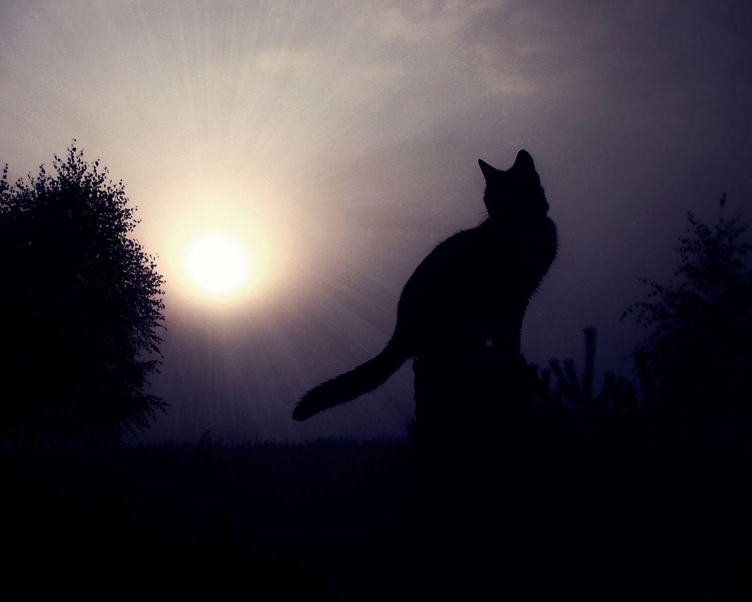 Cat Silhouette Wallpapers - Top Free Cat Silhouette Backgrounds - WallpaperAccess