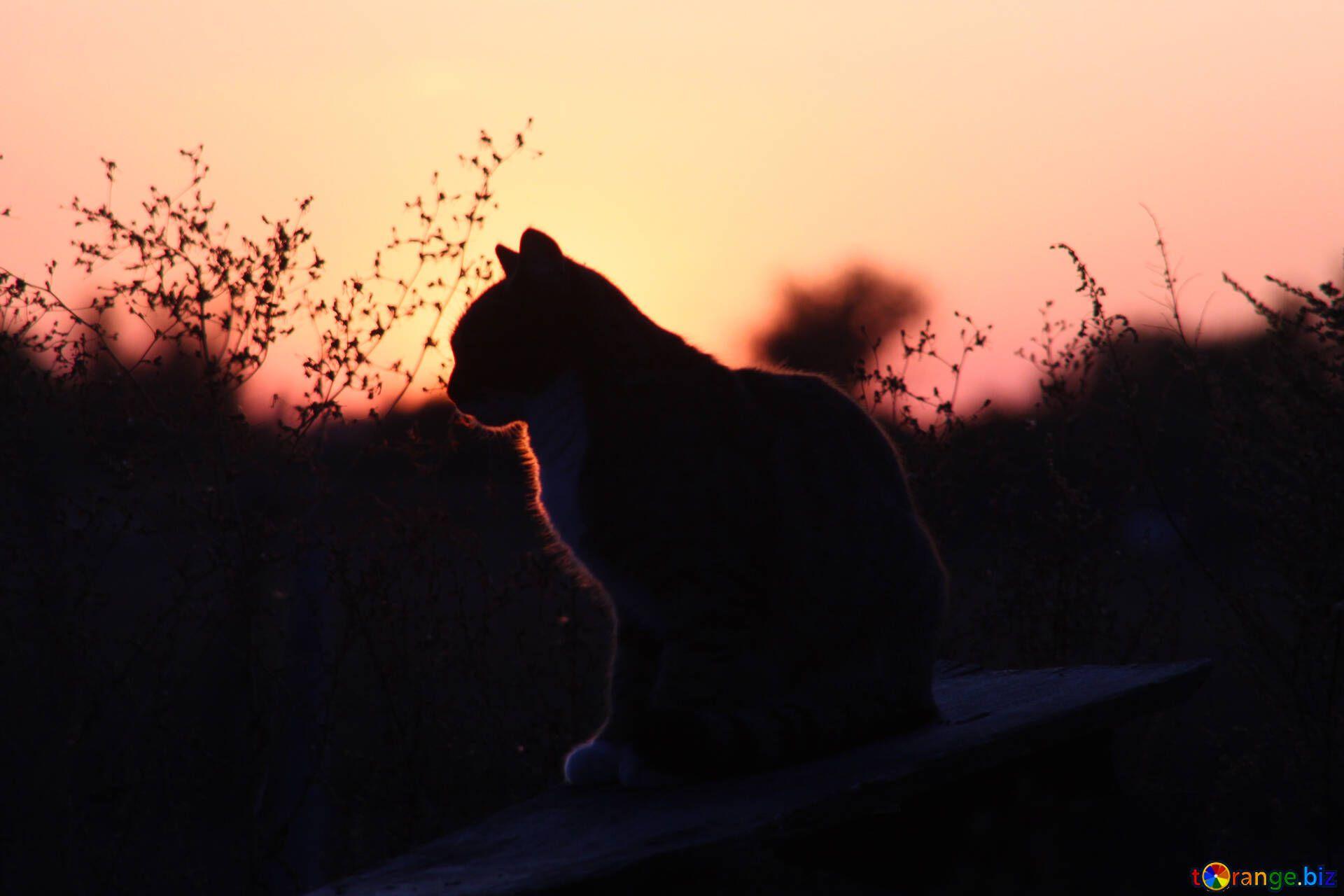 Cat Silhouette Wallpapers - Top Free Cat Silhouette Backgrounds