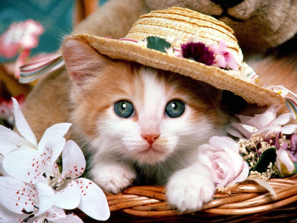 1024x768 Cute Baby Cats Wallpaper