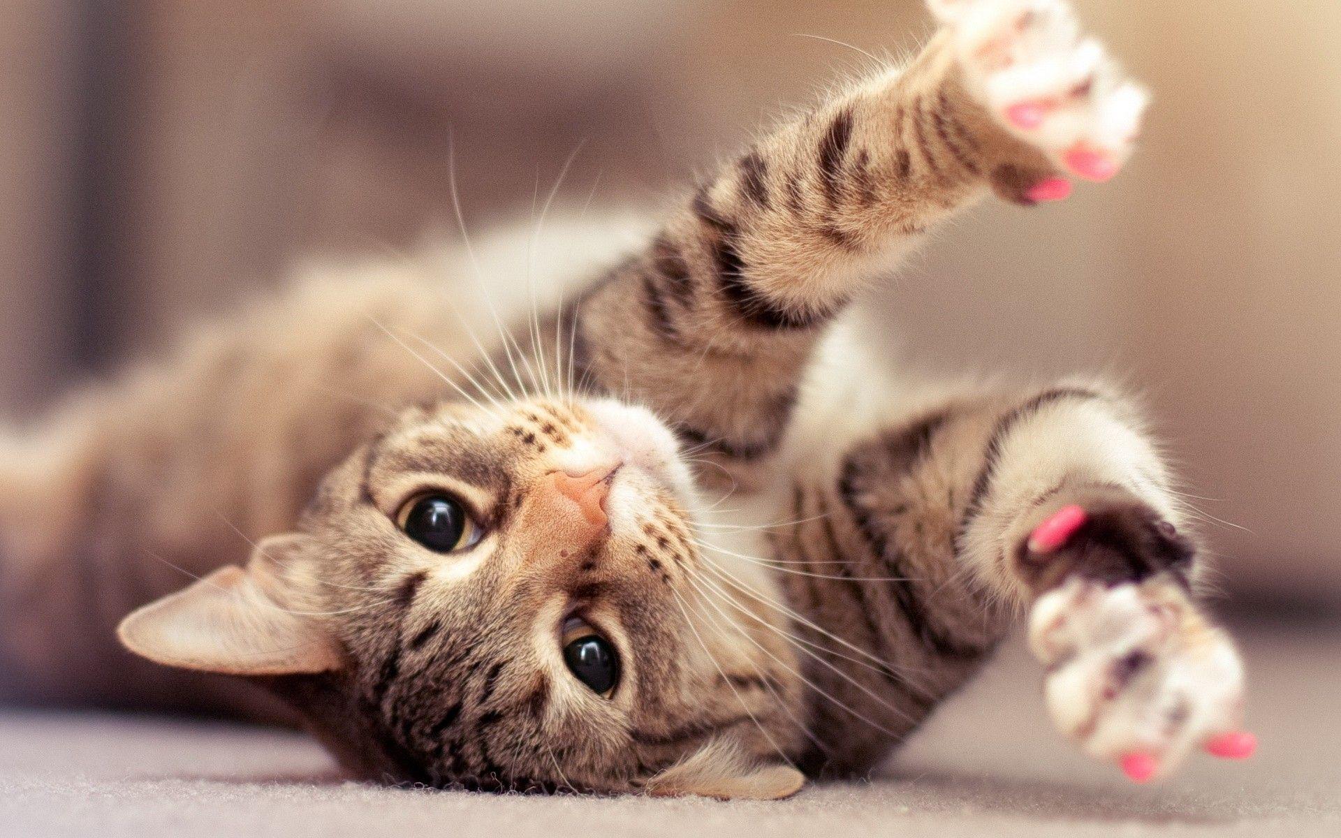 1920x1200 Gallery For > Beautiful Cat Wallpaper