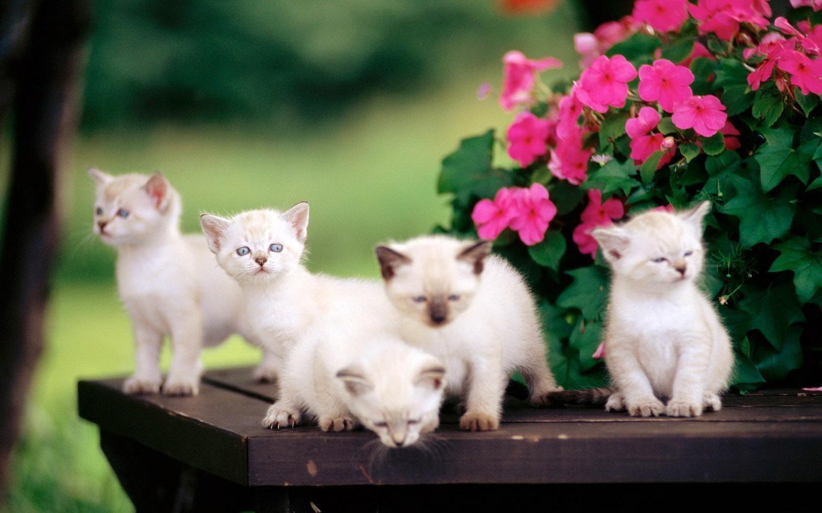 1680x1050 Desktop Background Picture Of Cute Kitten 1680x1050 For 19 Inch Widescreen. Cute Baby Cats, Cute Cat Wallpaper, Kittens Cutest