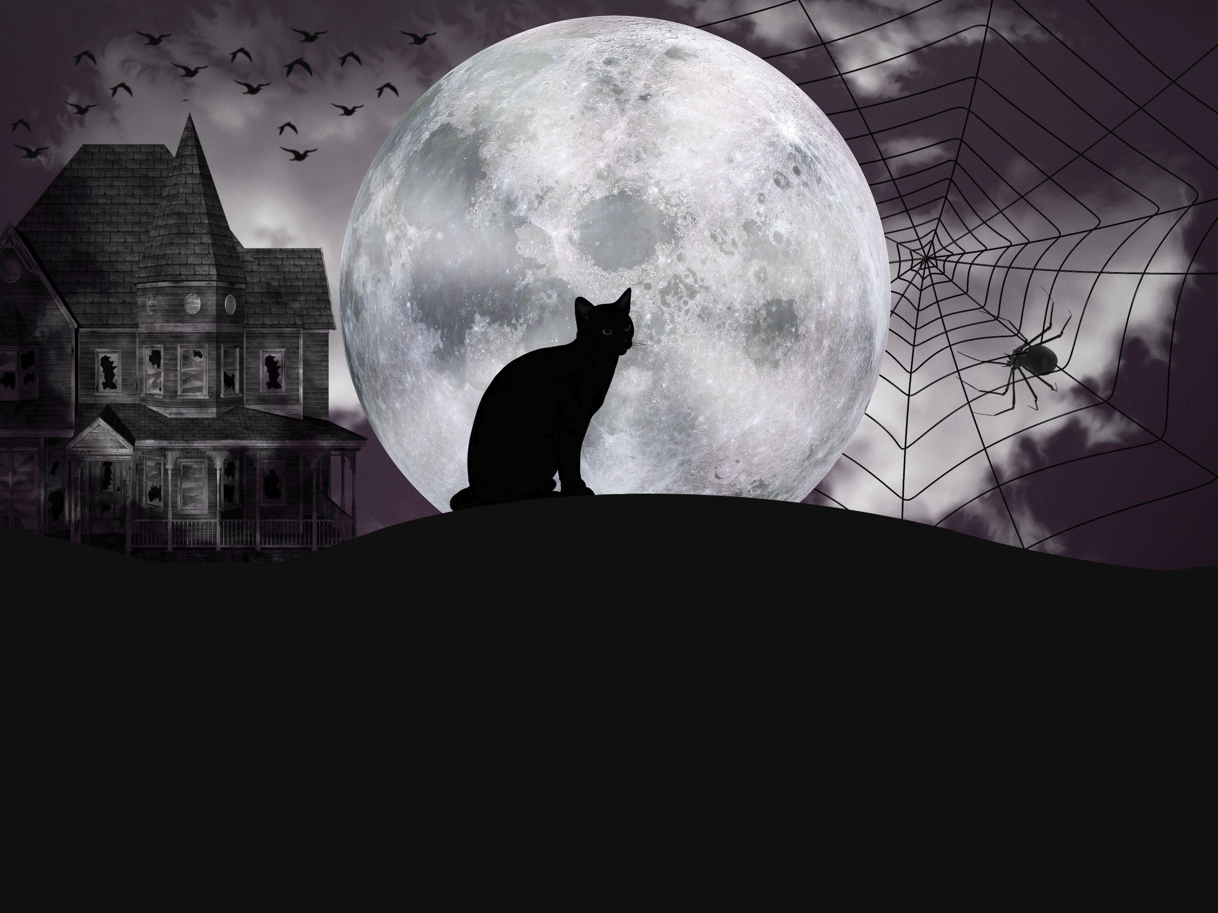 4000x3000 WallpaperD wallpaper. photo. picture. cat, silhouette, spider, castle, the moon