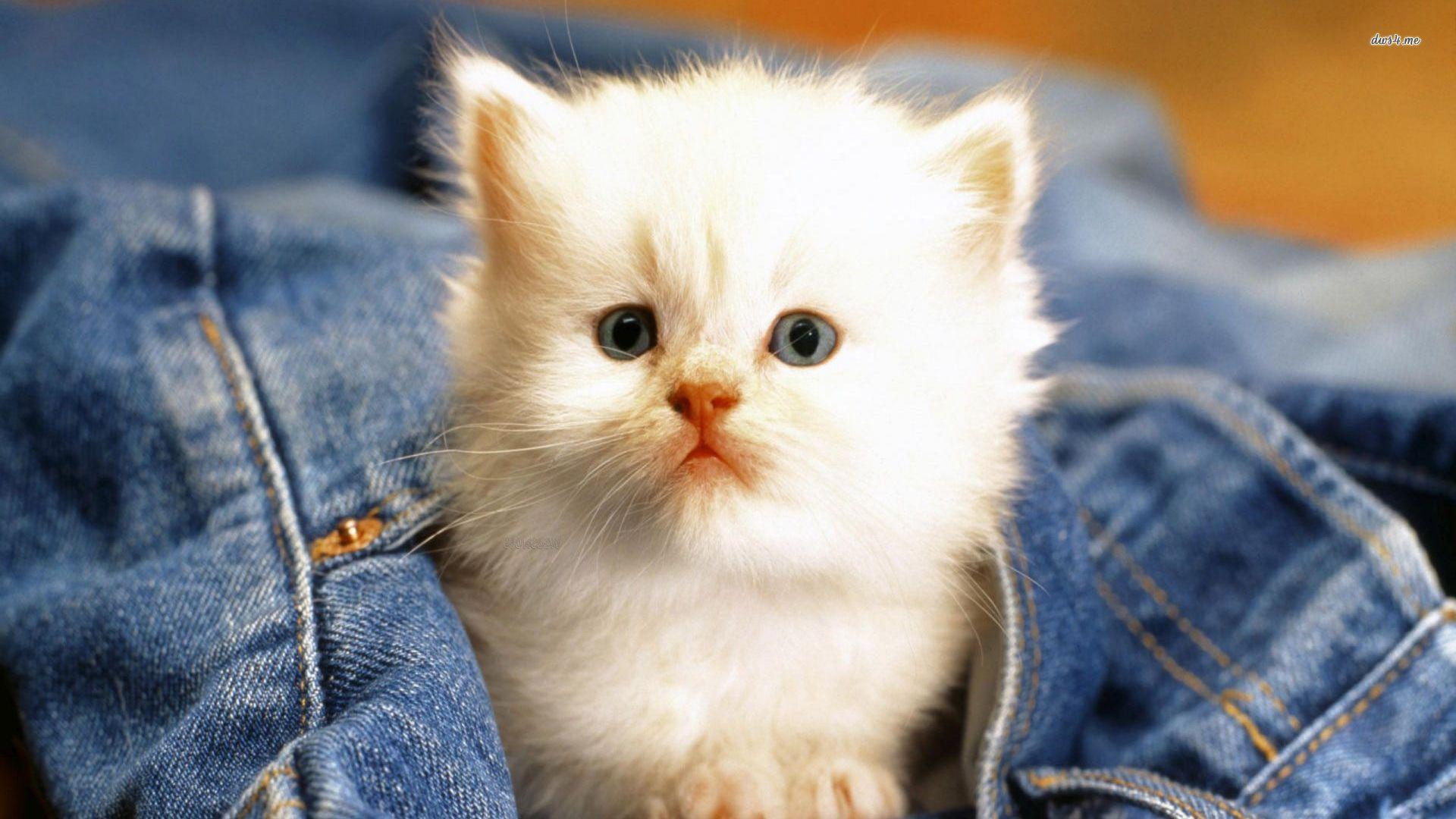 1920x1080 Beautiful Cats Wallpaper In HD