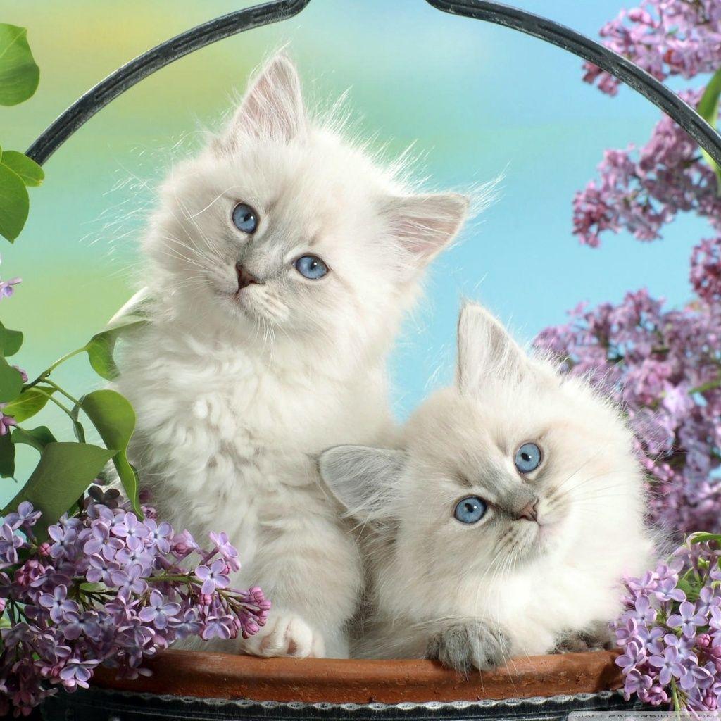 1024x1024 Beautiful Burmese Kittens Ultra HD Desktop Background Wallpaper for 4K UHD TV : Tablet