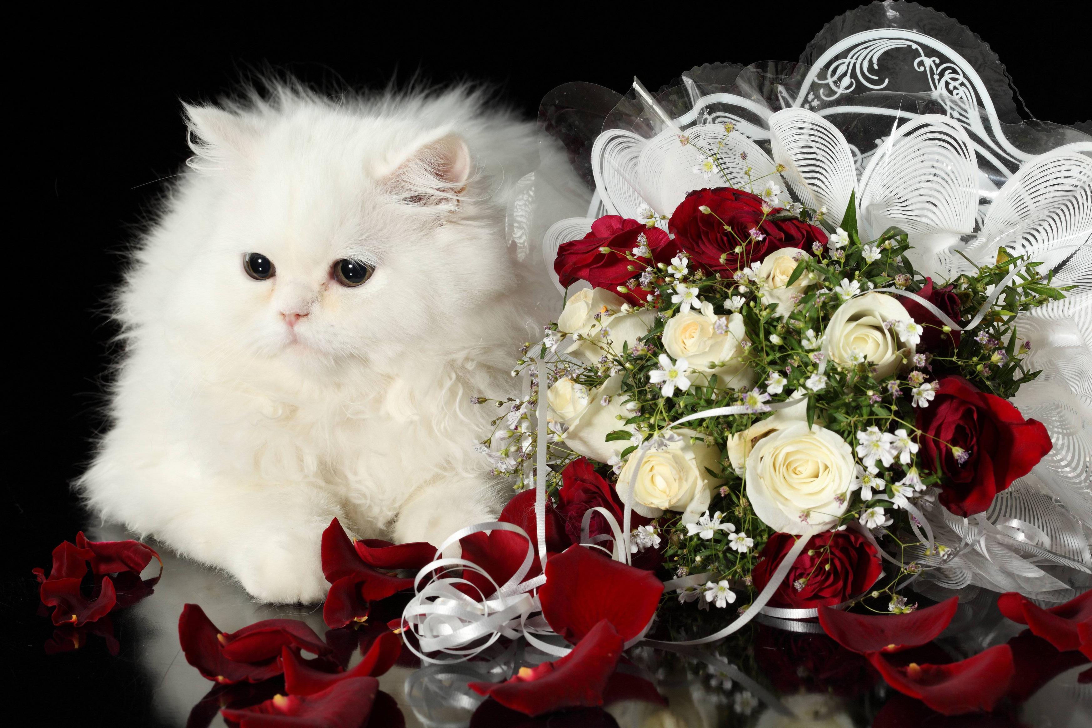 4368x2912 Persian (White, Fluffy, Roses) HD Cat Wallpaper