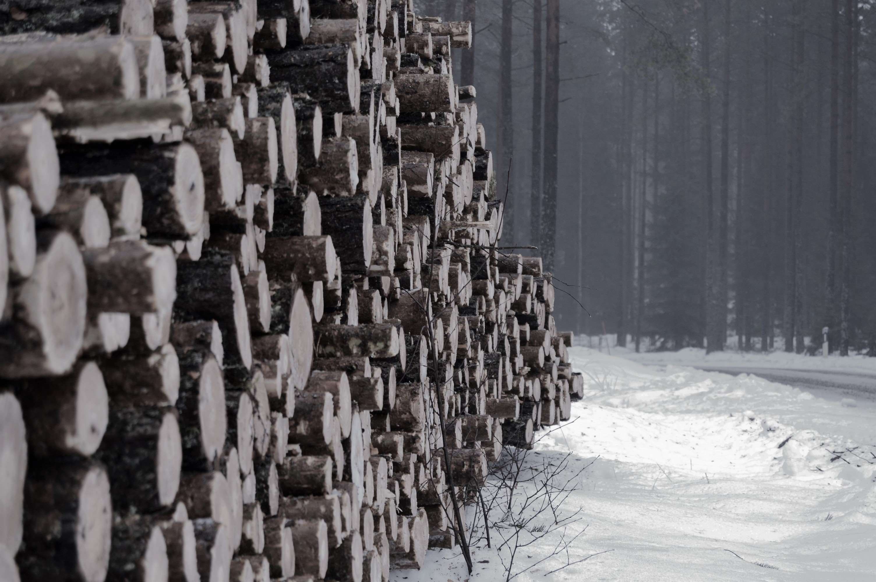 3008x2000 forest, logs, lumber, nature, outdoors, outside, snow, sweden, tree