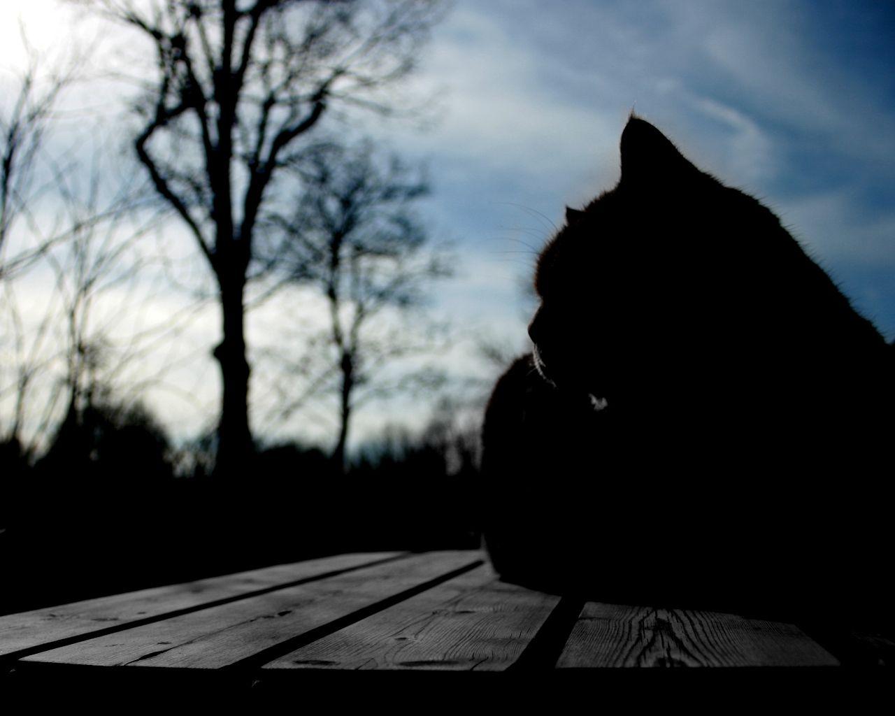 1280x1024 cats silhouette 1280x1024 wallpaper High Quality Wallpaper, High Definition Wallpaper