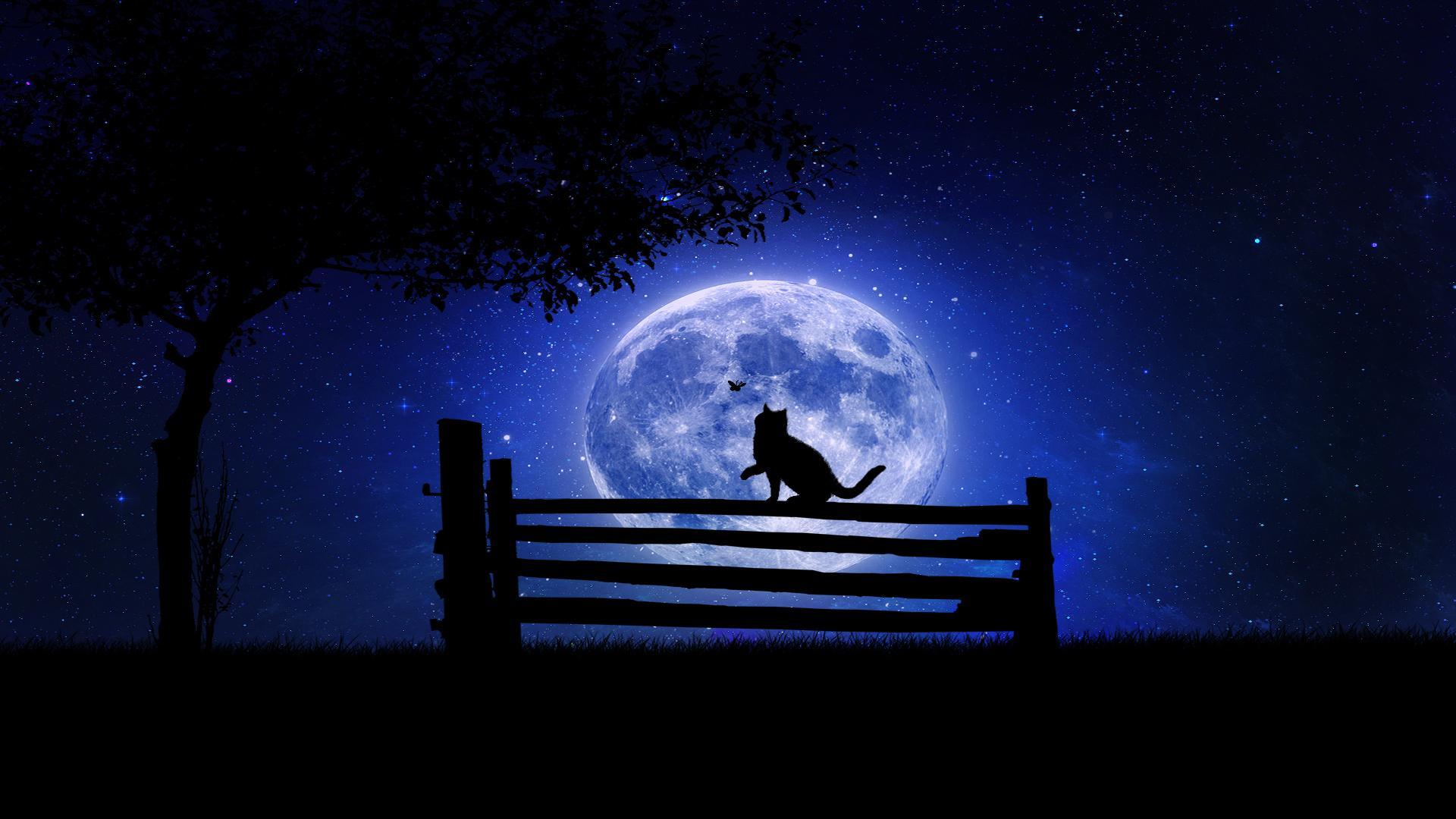 1920x1080 Cat Moon Live Wallpaper for Android