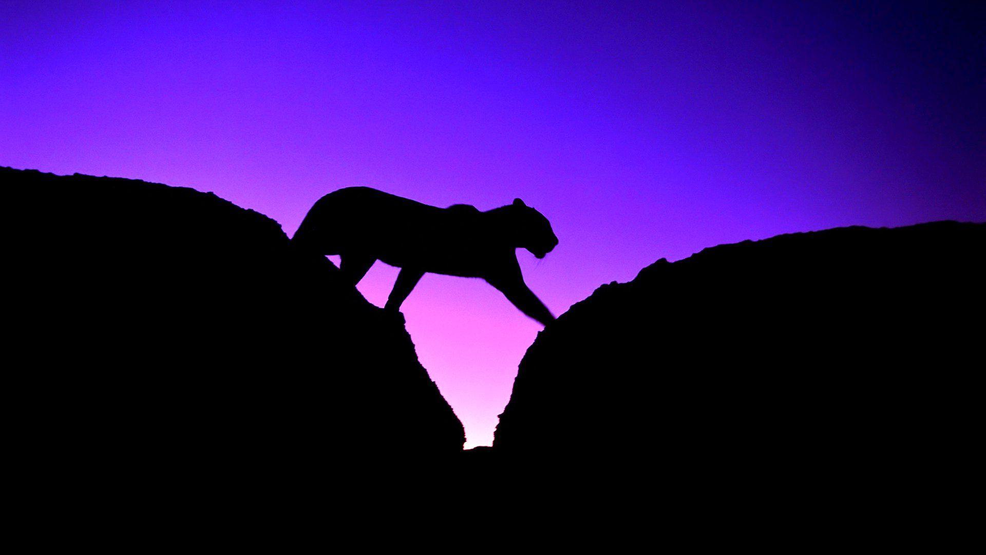 1920x1080 Free download Wallpaper cougar panther silhouette cat sky sunset wallpaper [1920x1080] for your Desktop, Mobile & Tablet. Explore Cat Silhouette Wallpaper. Silhouette Wallpaper for Walls, Tree Silhouette Wallpaper, Woman Silhouette Wallpaper