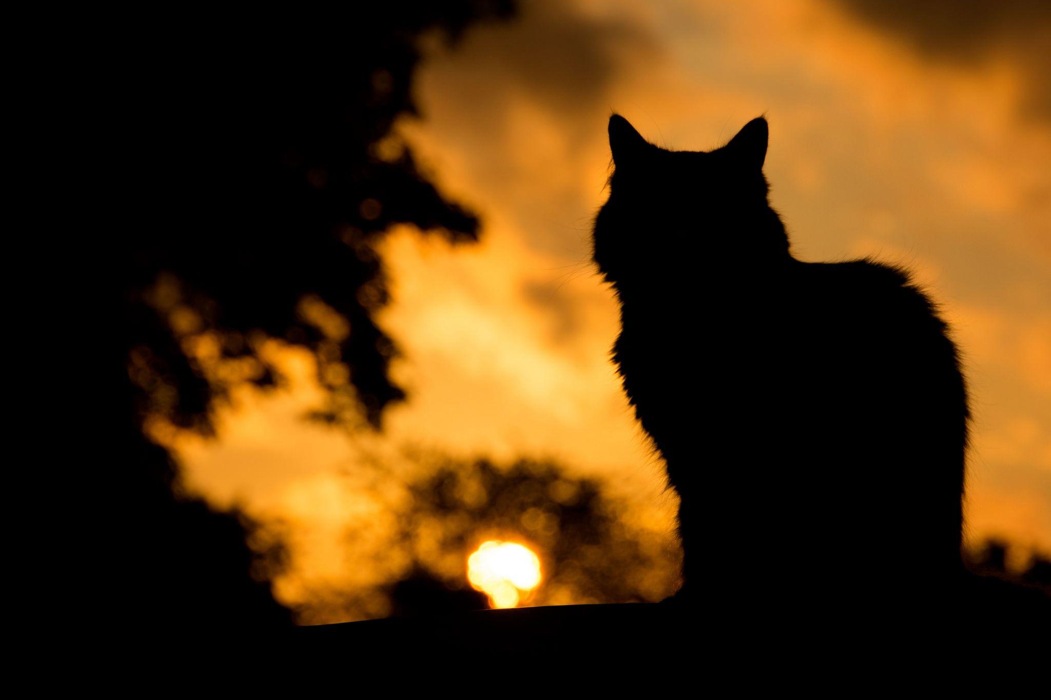 Cat Silhouette Wallpapers Top Free Cat Silhouette Backgrounds 