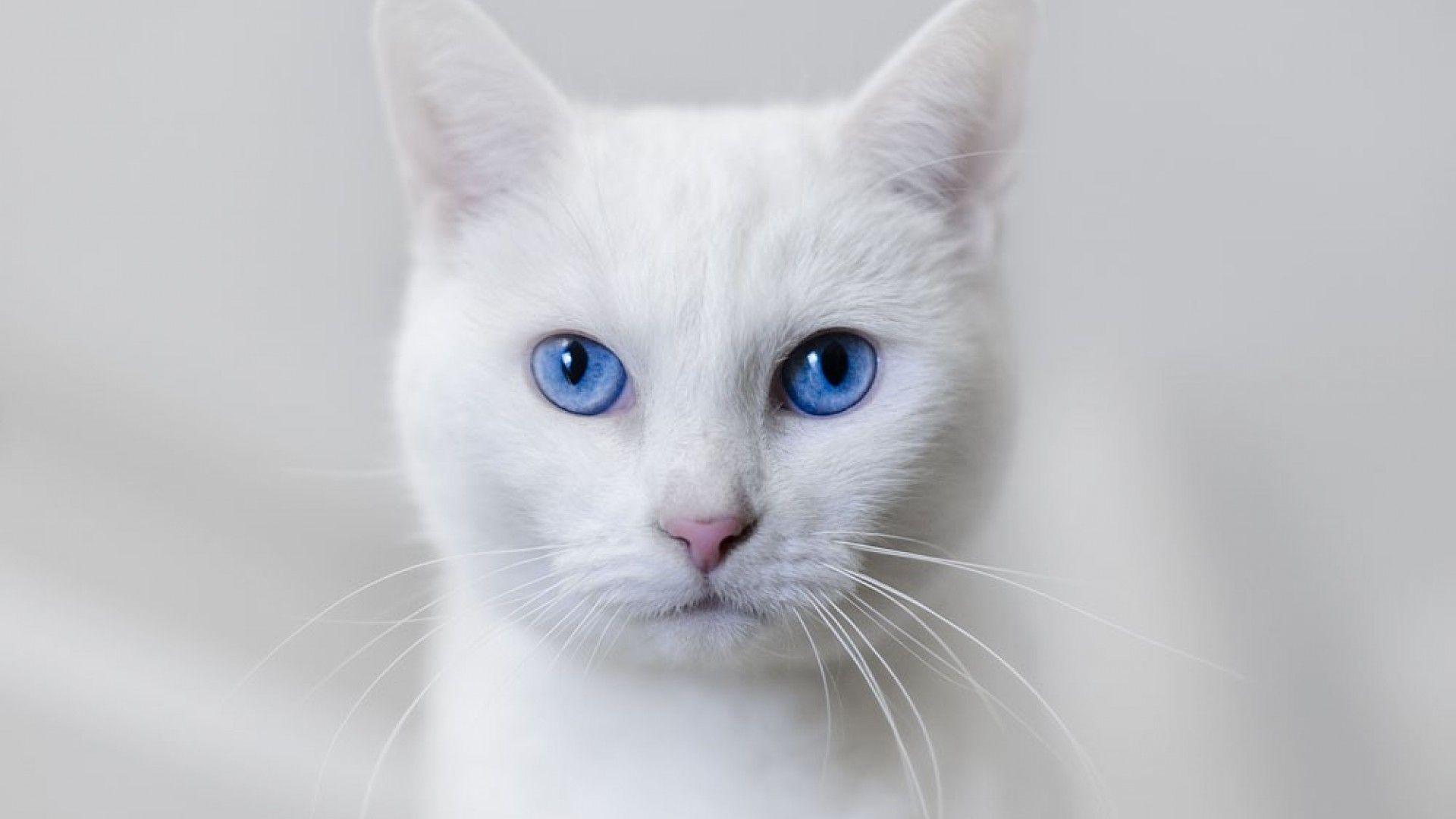 Beautiful White Cats Wallpapers - Top Free Beautiful White Cats