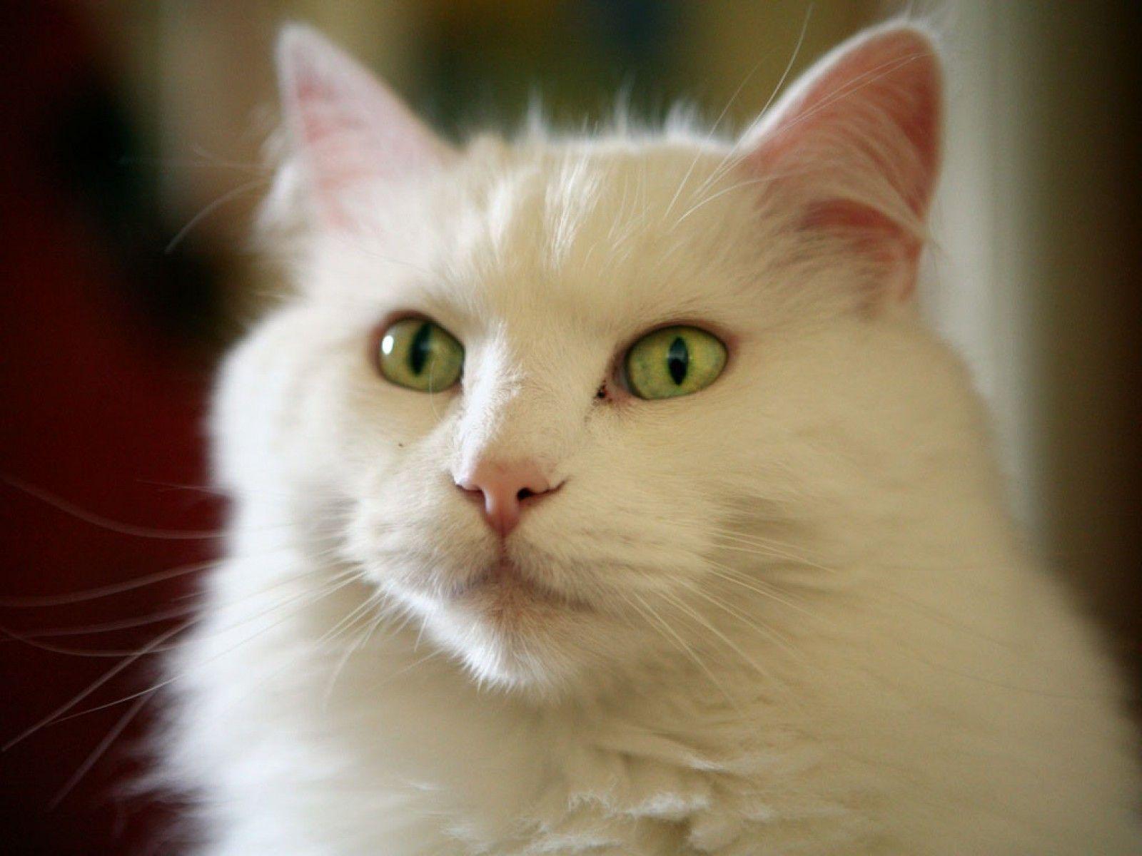 1600x1200 White cat green eyes wallpaperx1200