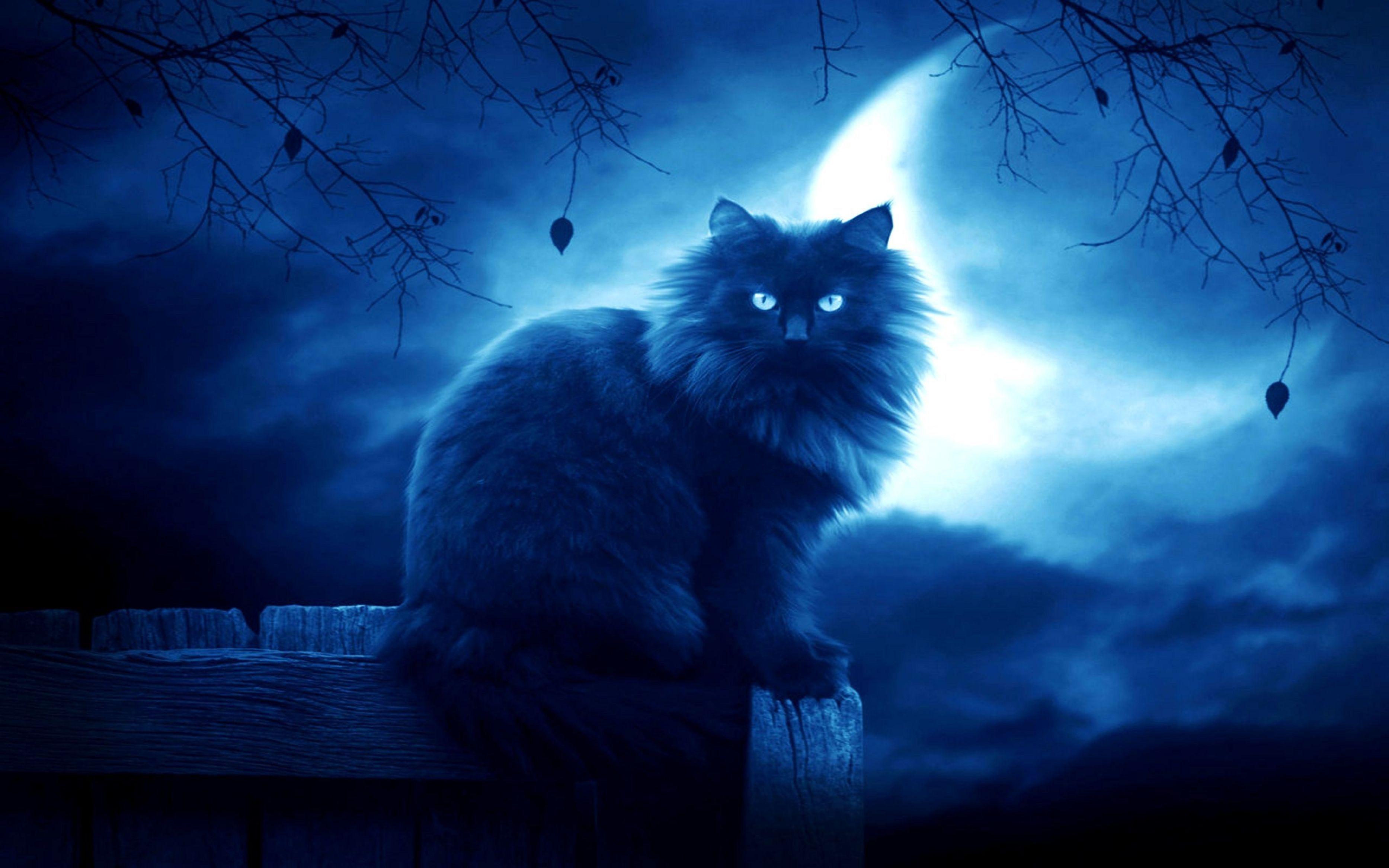 3733x2333 Cat, Black, Moon, Night, Silhouette, Outlines, Hd, desktop, wallpaper, background, free, photo
