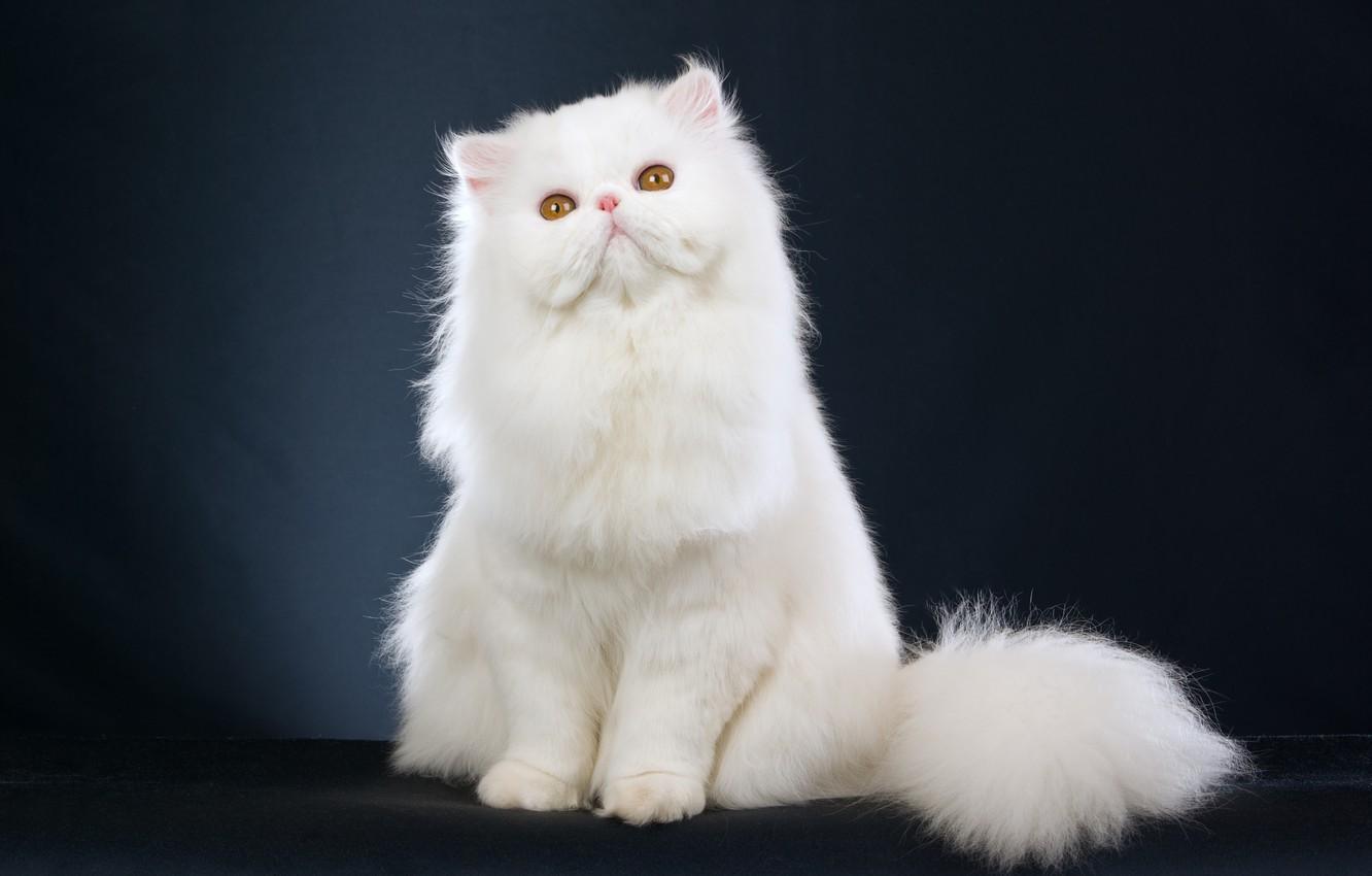 1332x850 White Cat Wallpaper Kitten