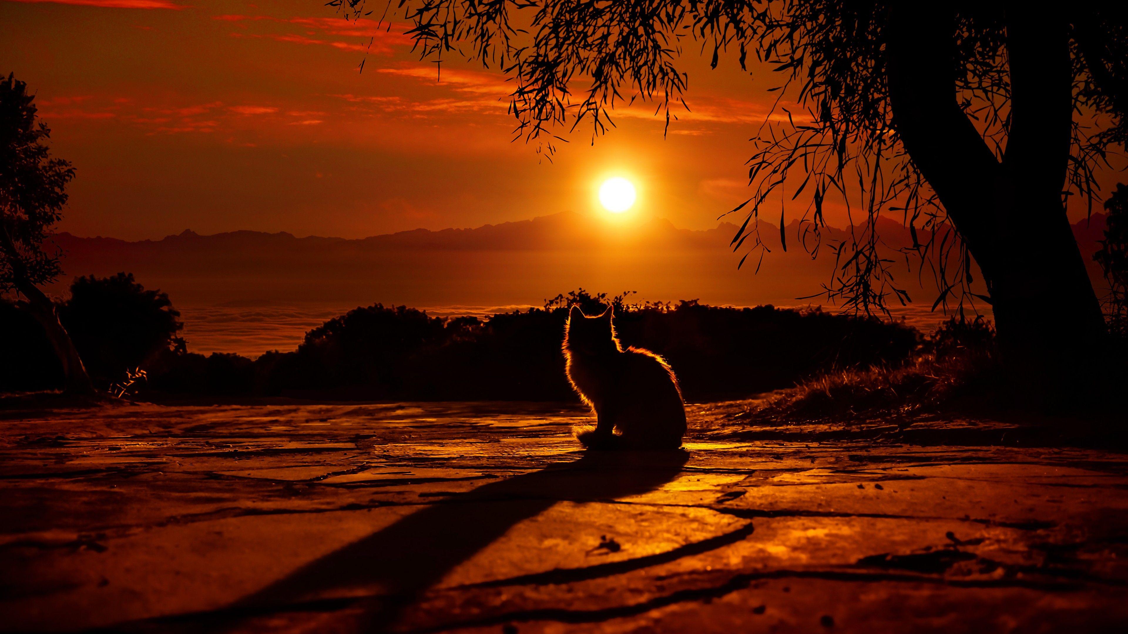 3840x2160 Wallpaper Cat, Sunset, Silhouette, 4K, Animals,. Wallpaper for iPhone, Android, Mobile and Desktop