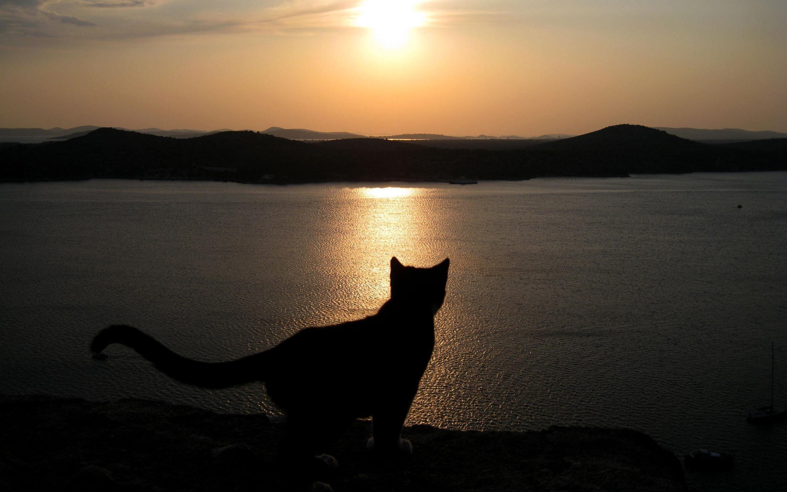 Cat Silhouette Wallpapers Top Free Cat Silhouette Backgrounds 
