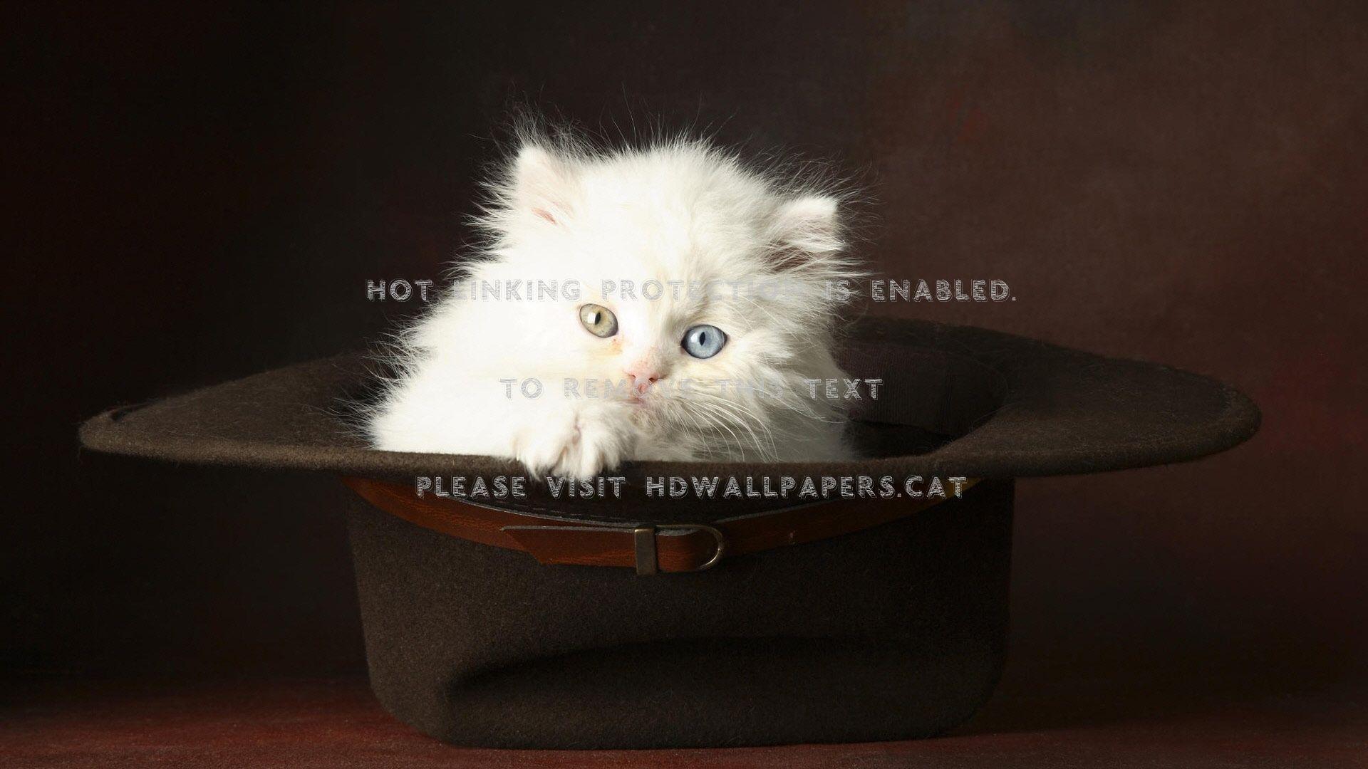 1920x1080 cute kitty cats hat beautiful animals white