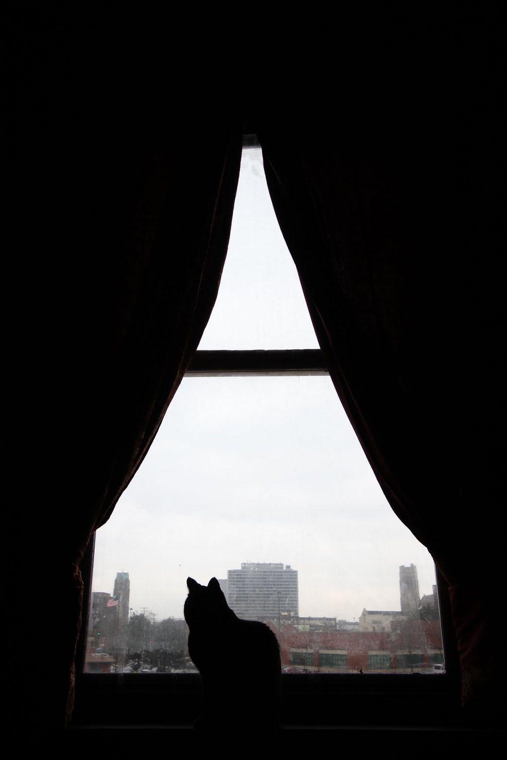 Cat Silhouette Wallpapers - Top Free Cat Silhouette Backgrounds