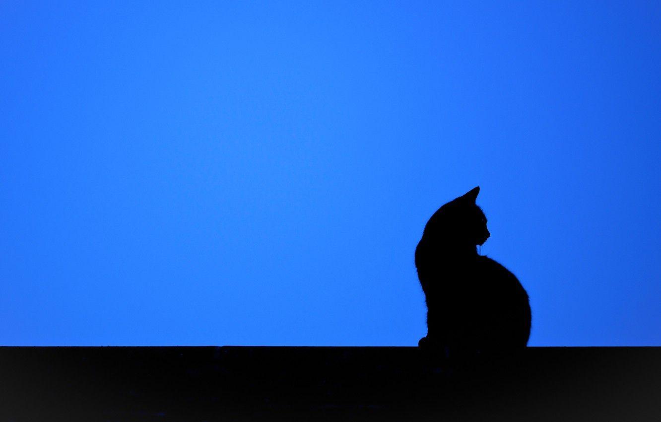 1332x850 Black Cat Minimalist Wallpaper