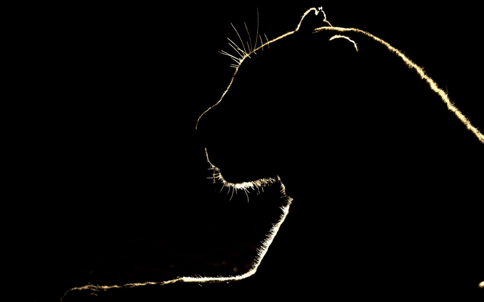 1920x1200 Download wallpaper lion silhouette, black background, panther silhouette, wild animals, wildlife, wild cat silhouette for desktop with resolution 1920x1200. High Quality HD picture wallpaper