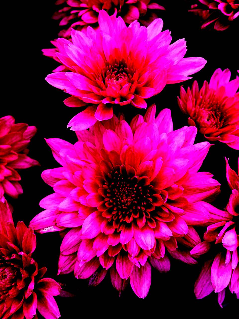 960x1280 Neon Flower hình nền