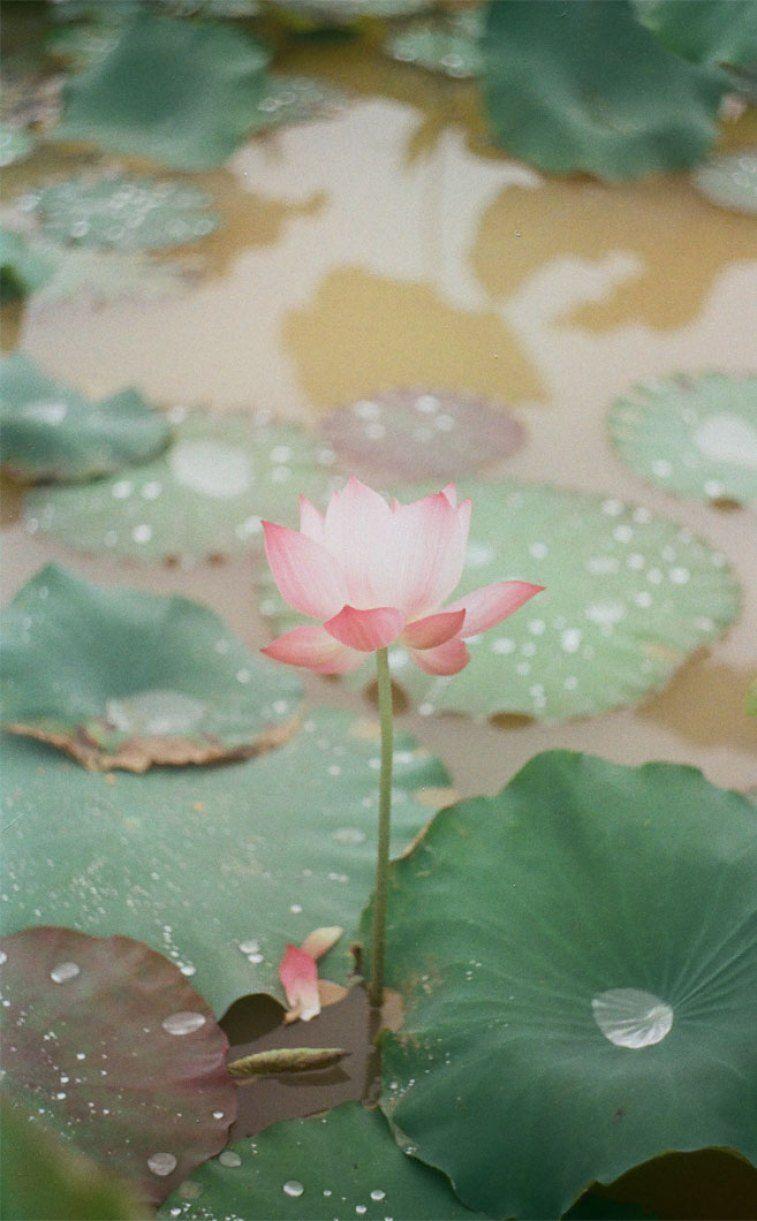 757x1221 Light pink waterlily, lotus flower picture, iphone wallpaper
