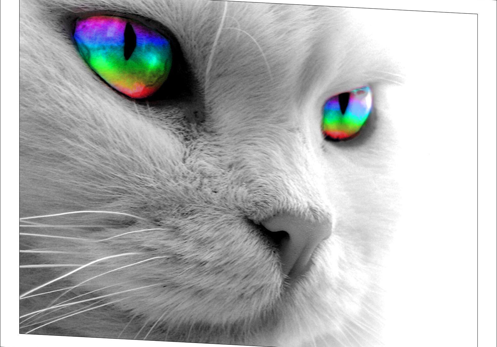 1600x1116 Grayscale Cat Wallpaper But Rainbow Eyes Wallpaper HD / Desktop and Mobile Background